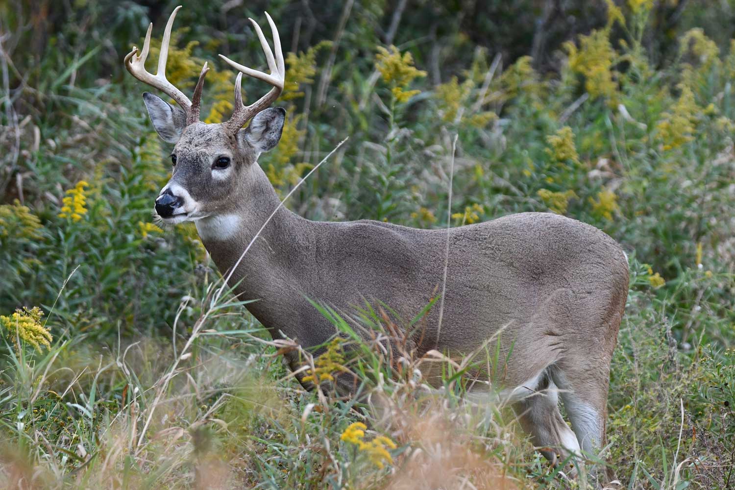 White tailed deer standing in grasses.