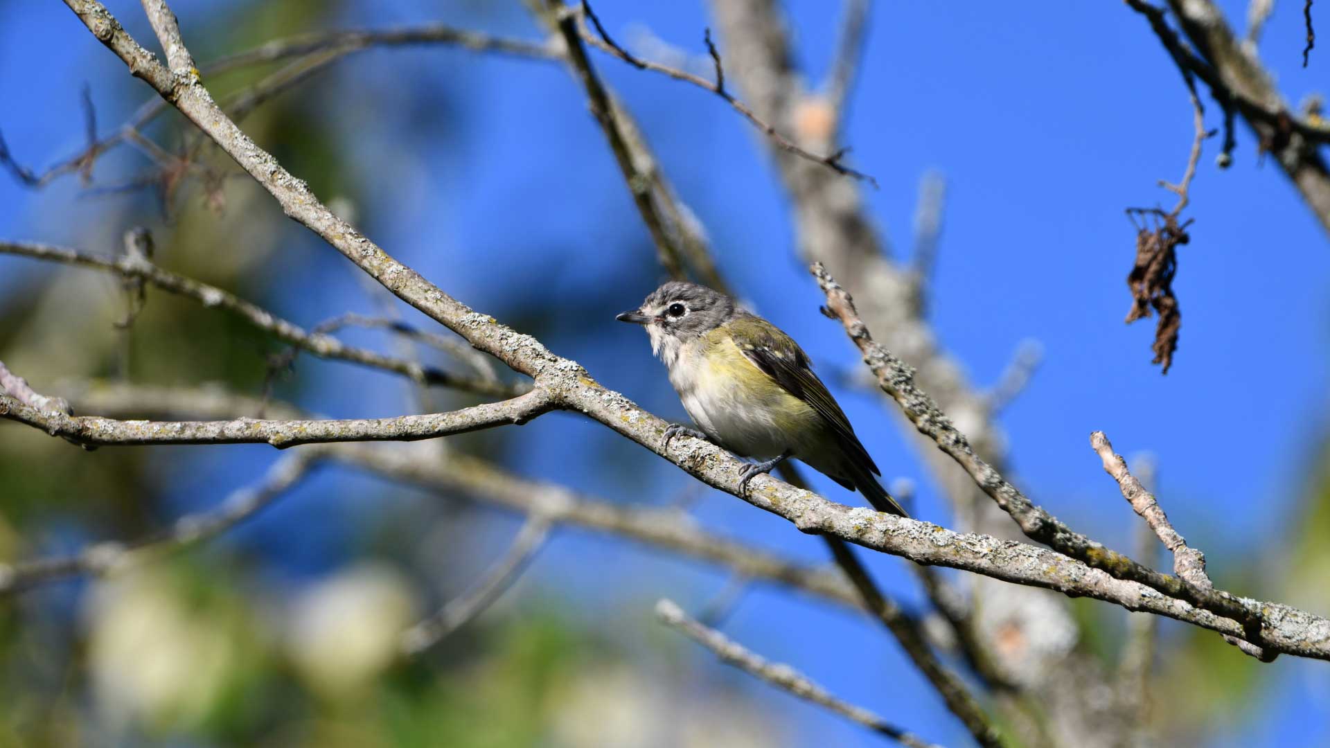 Blue-headed vireo perched on a lichen-covered branch, with olive-green wings and pale underparts, set against a clear blue sky.