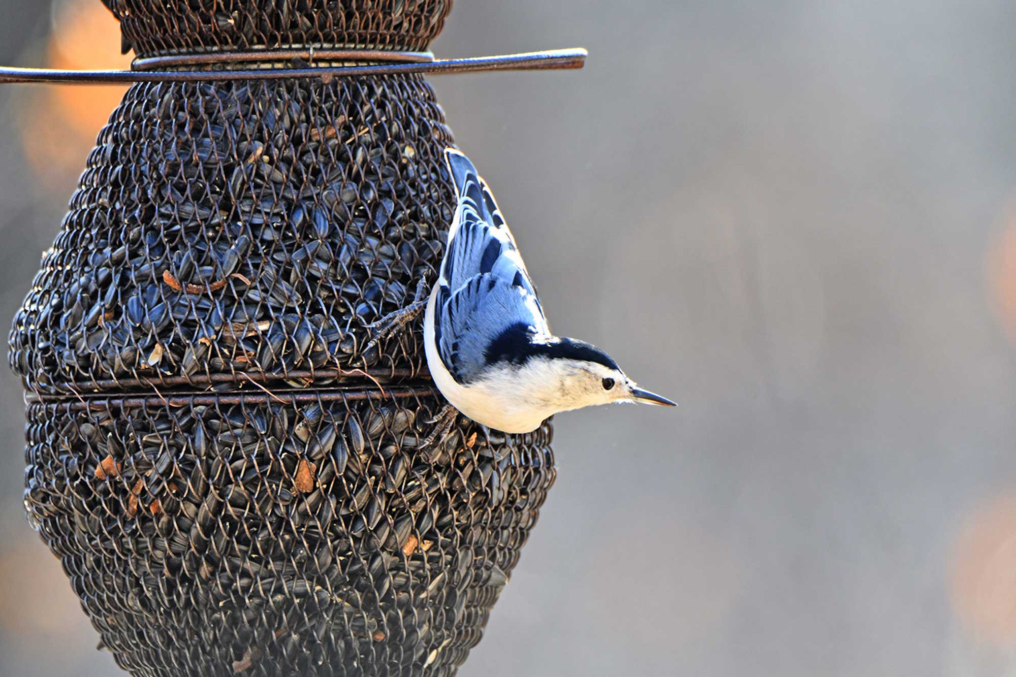 White-breasted nuthatch on a feeder