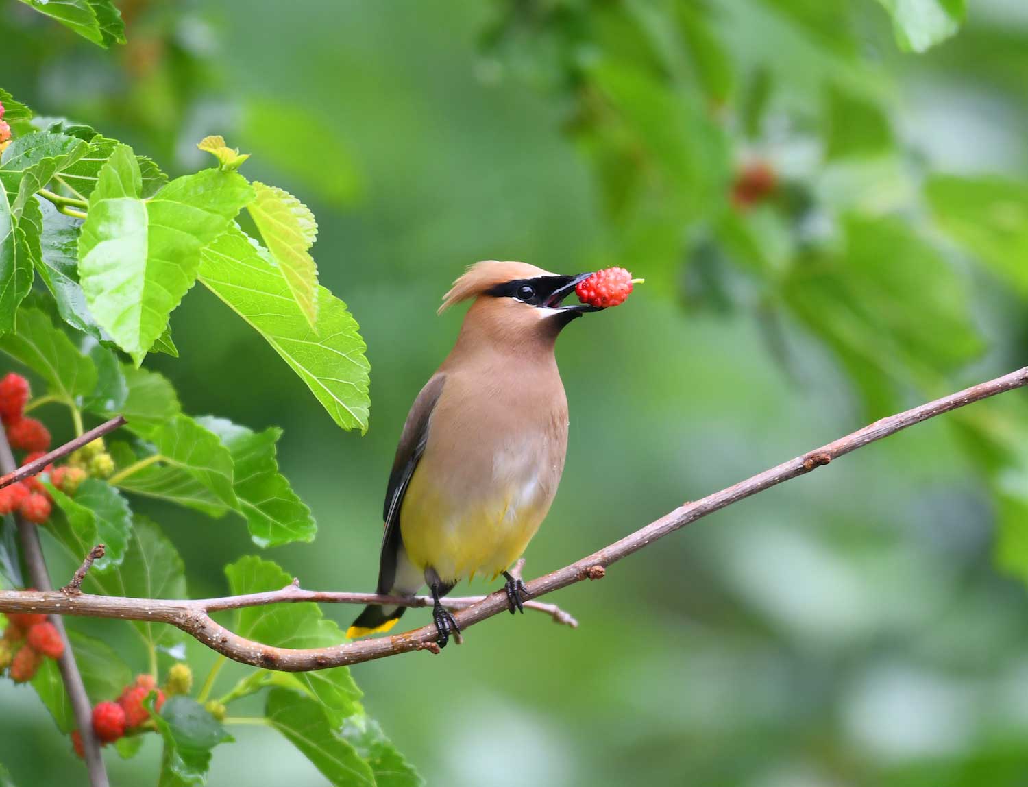 A cedar waxwing perched on a branch with fruit in its mouth.