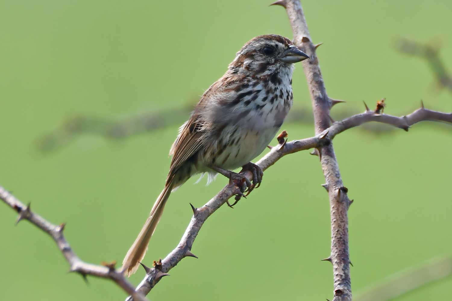 Female red-winged blackbird perched on a twig.