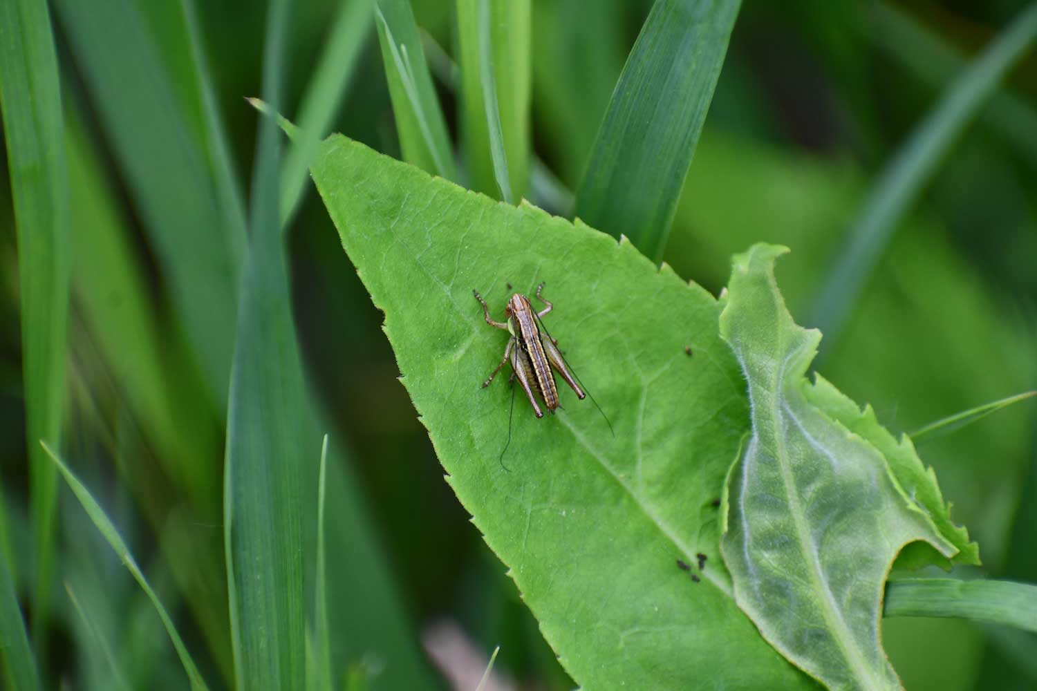 A dark green cricket on a bright green leaf. 