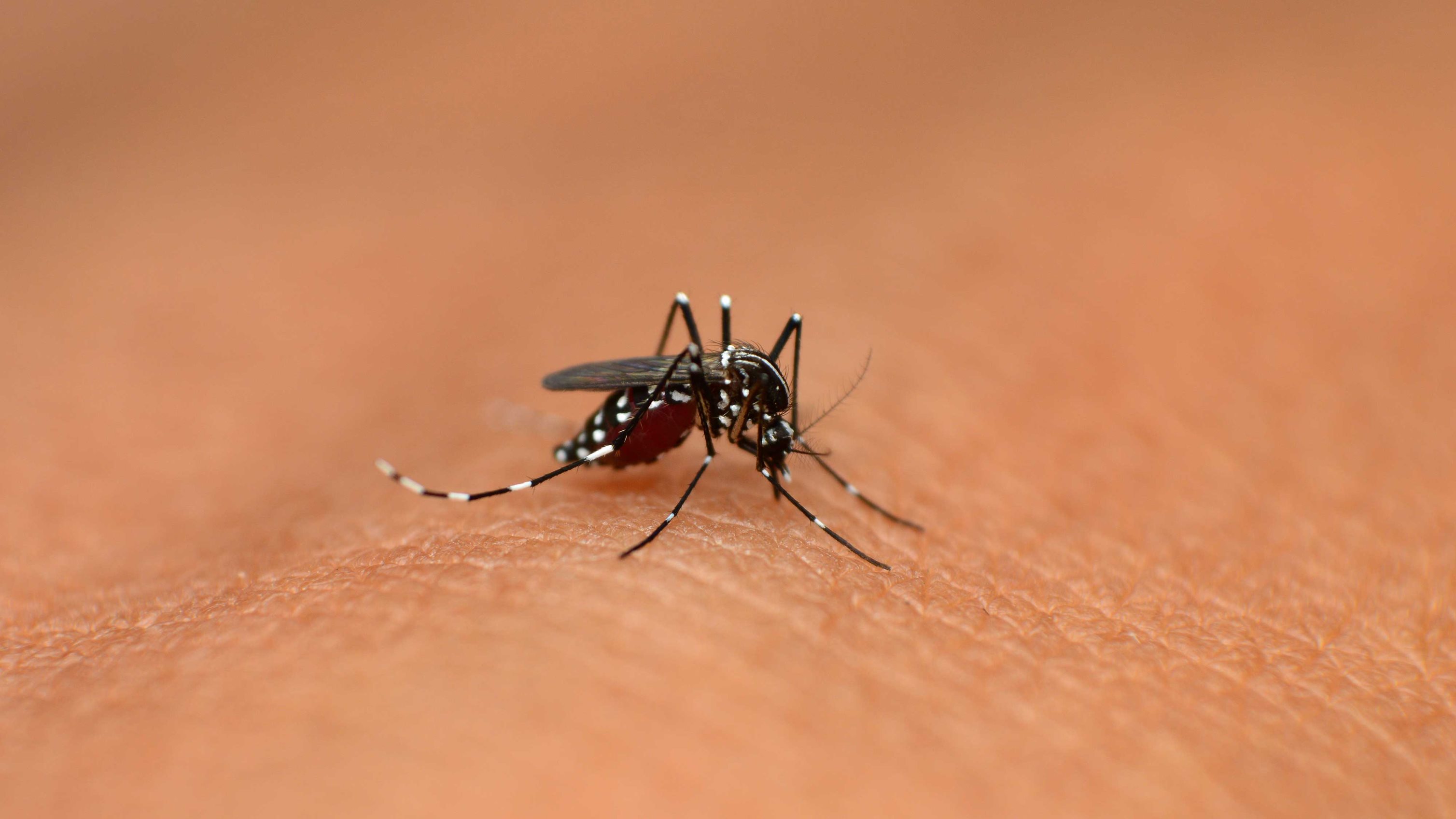 A mosquito on human skin.