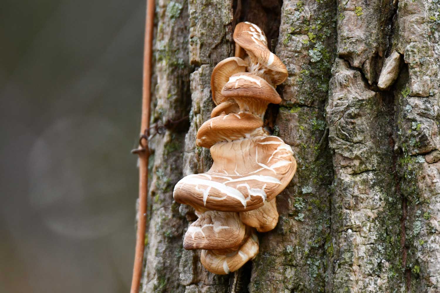 Wrinkled peach mushroom fungus on a tree.