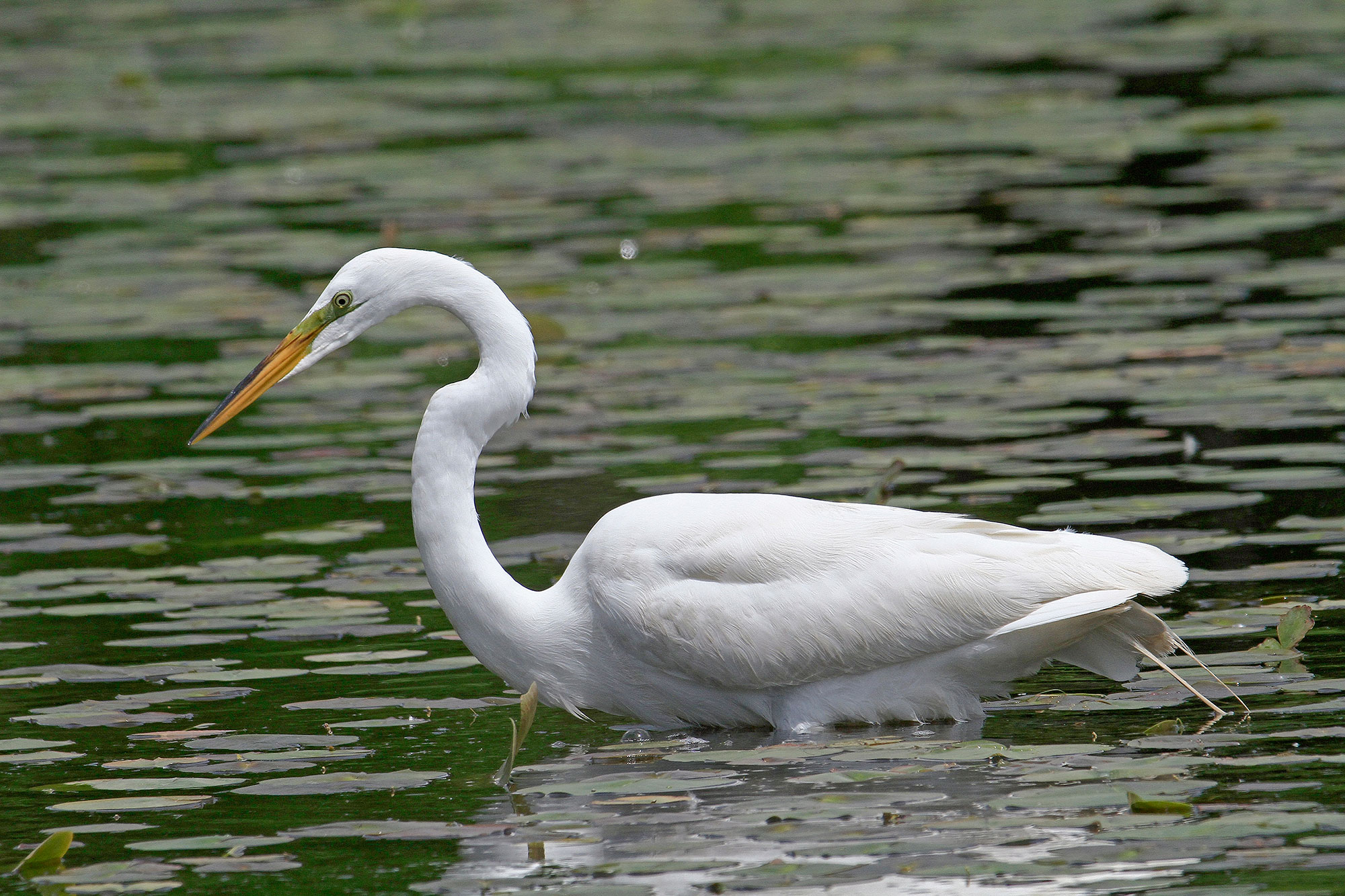 A great egret in water.