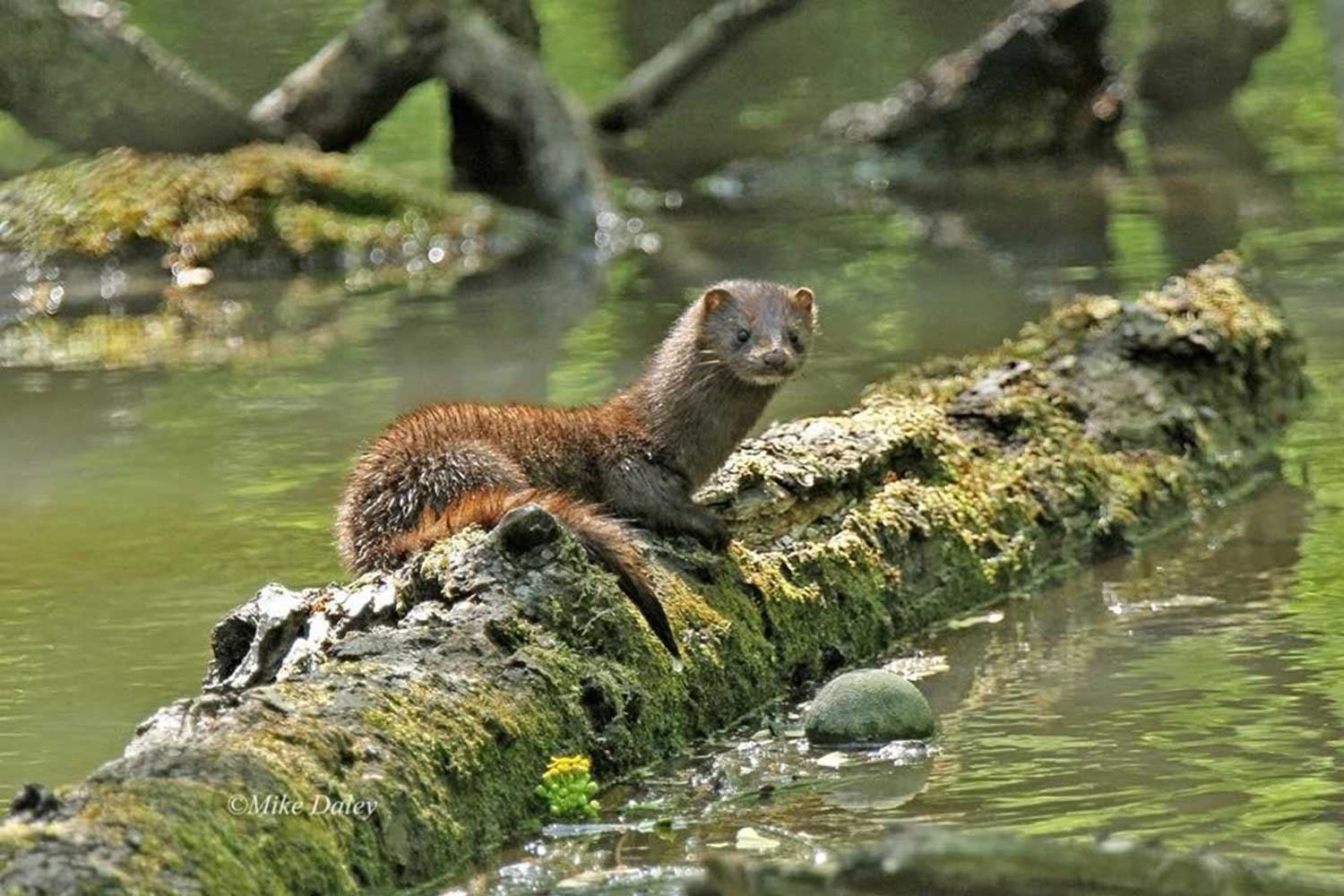 A mink on a log in the water.