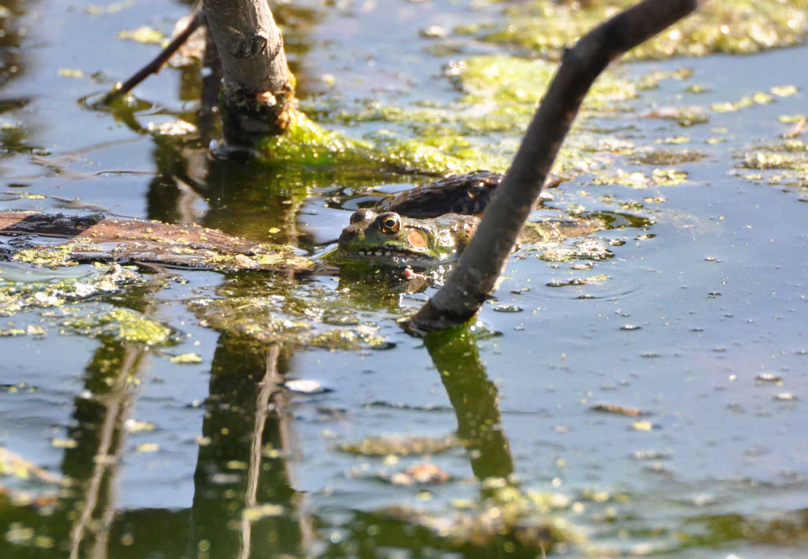 A northern water snake in the water.