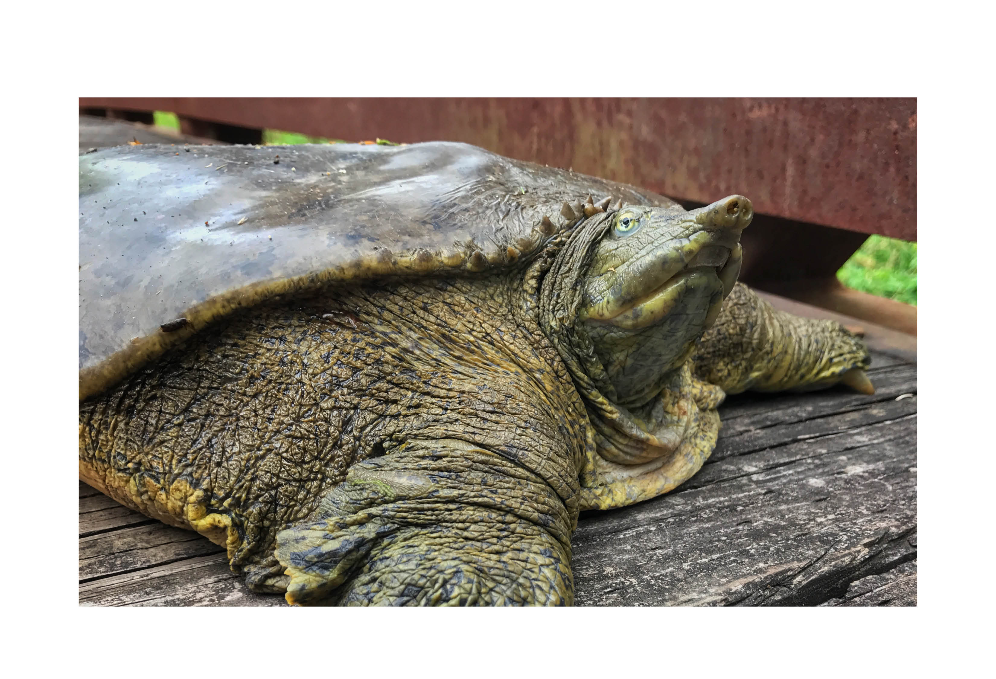 A spiny softshell turtle along the trail at Hickory Creek Preserve.
