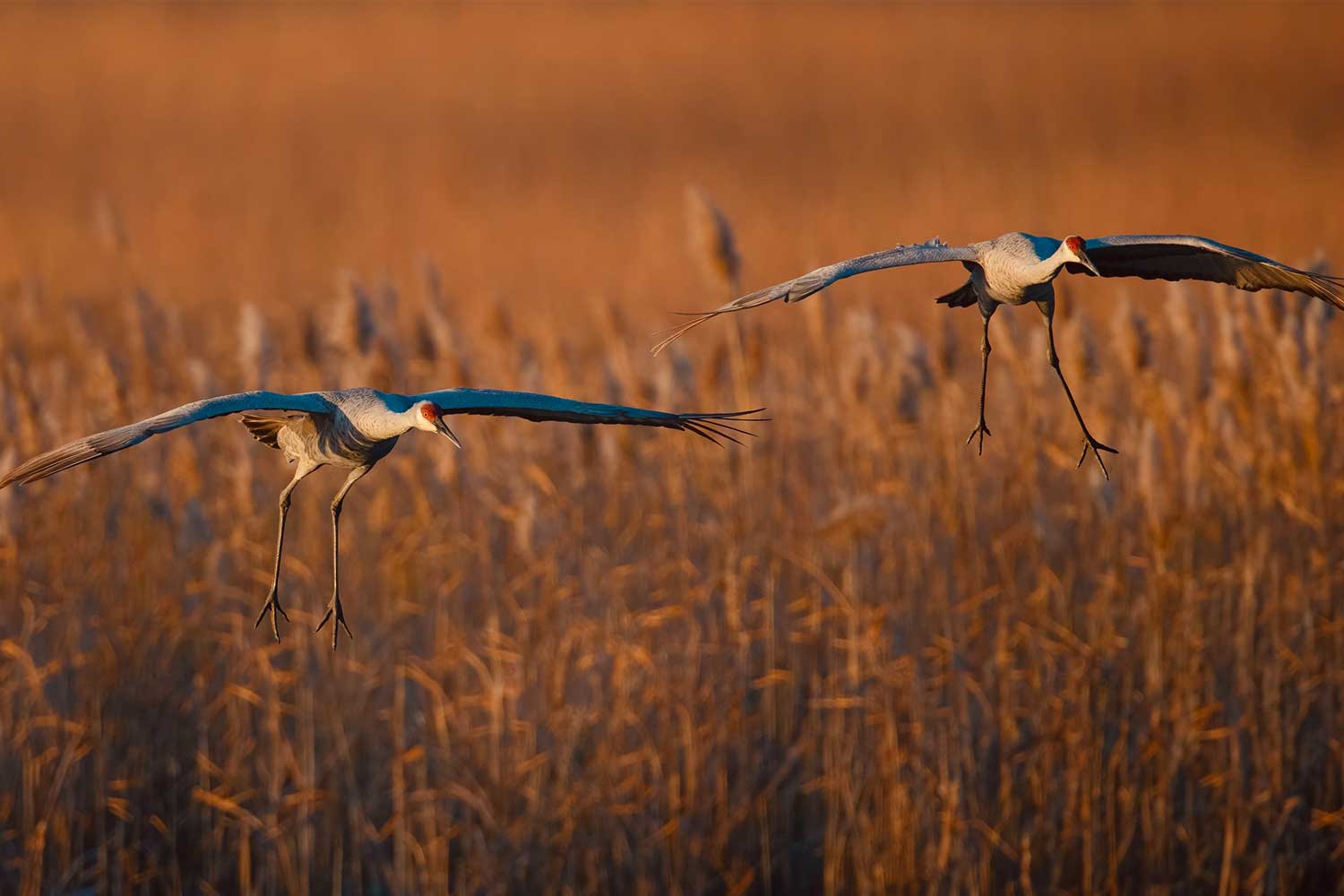 Two sandhill cranes in flight with wings extended and vegetation in the background.