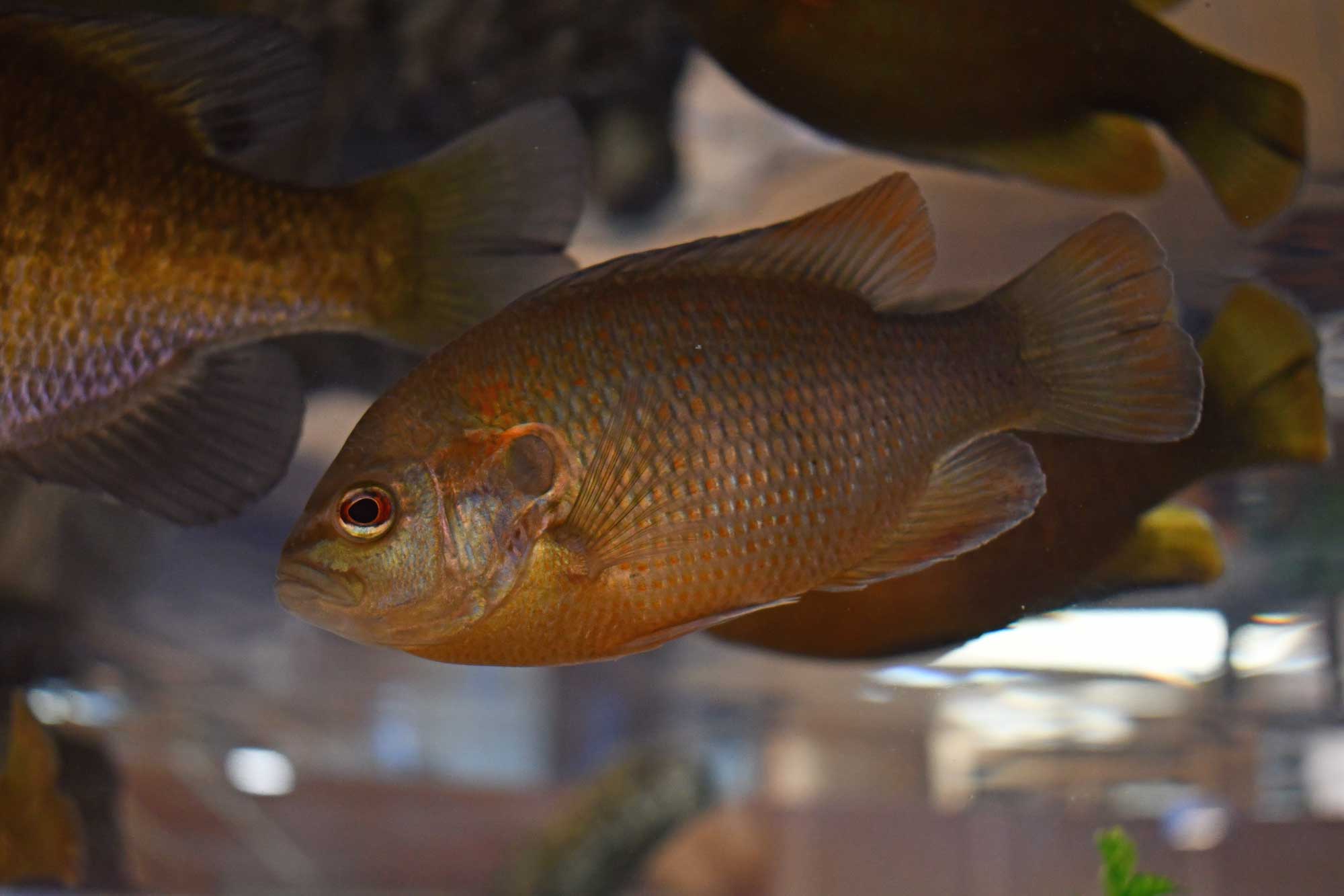 A redspotted sunfish swimming in an aquarium.