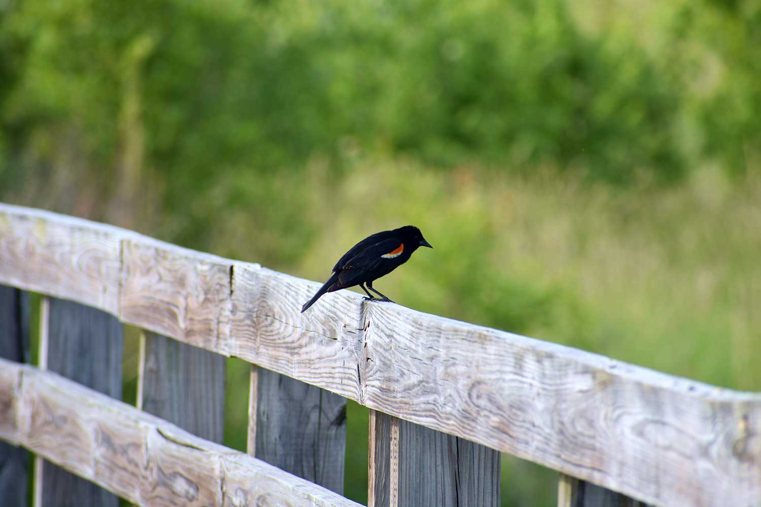 A red-winged blackbird on a wooden post.