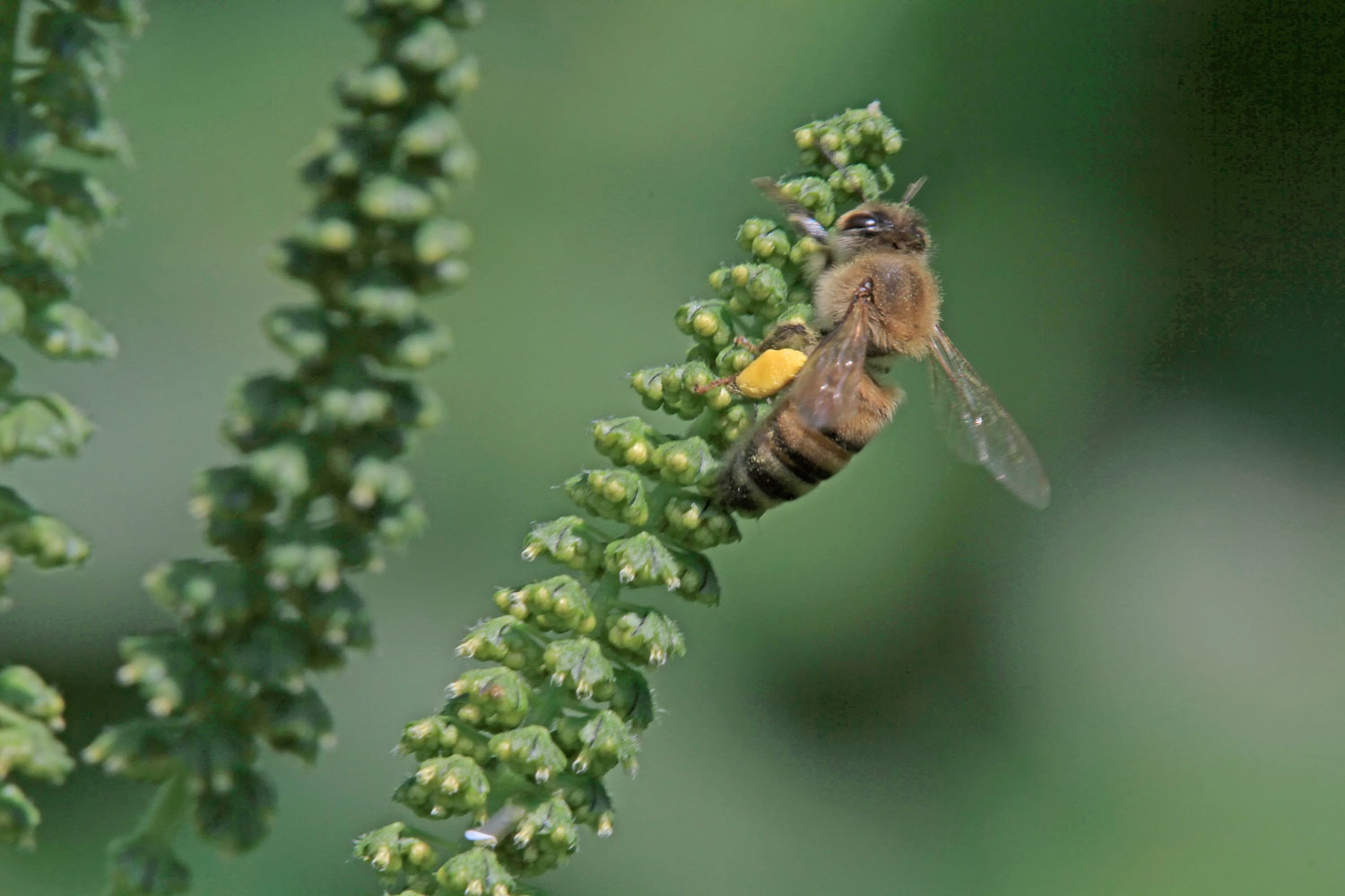 Honeybee on a a plant