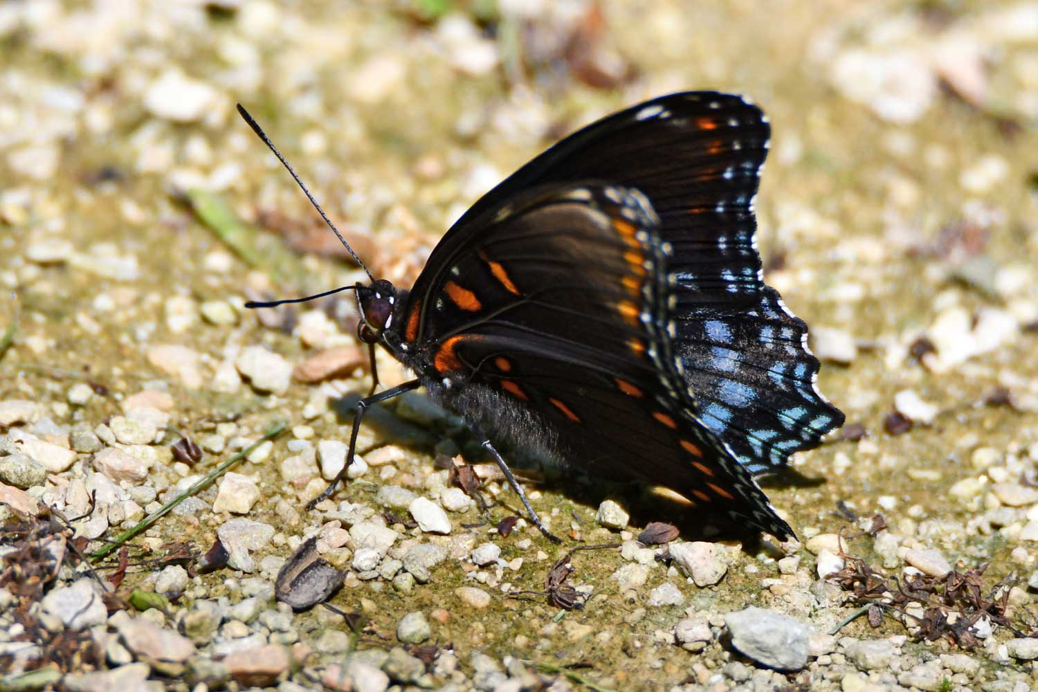 Red spotted admiral butterfly on a trail.