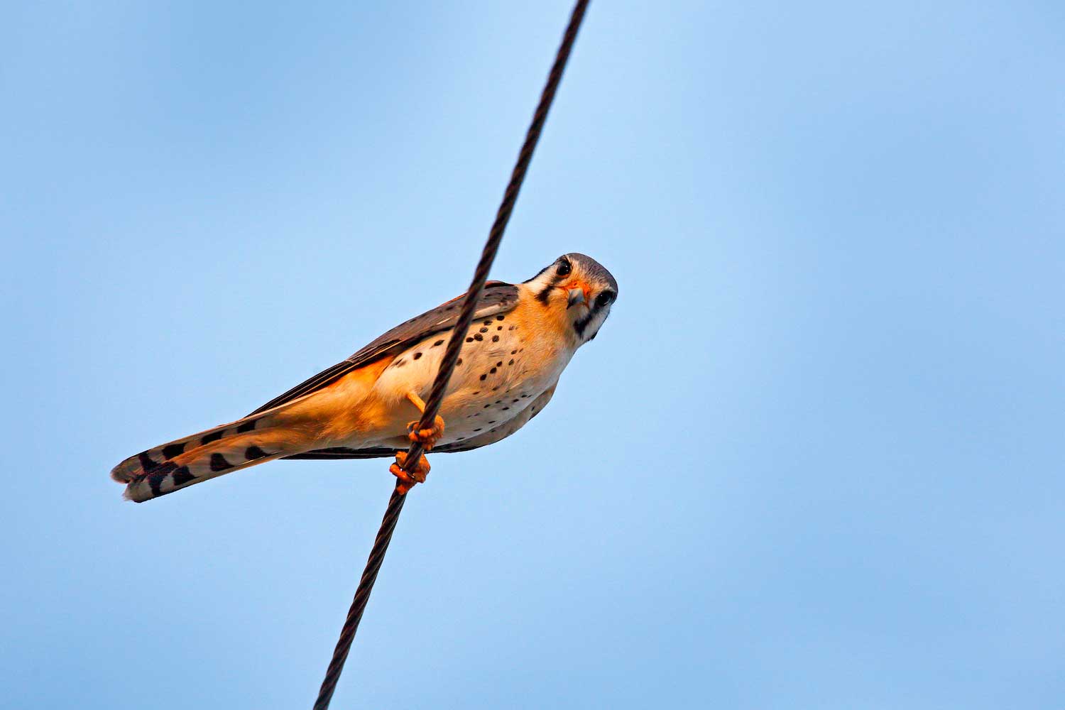 An American kestrel perched on a power line.