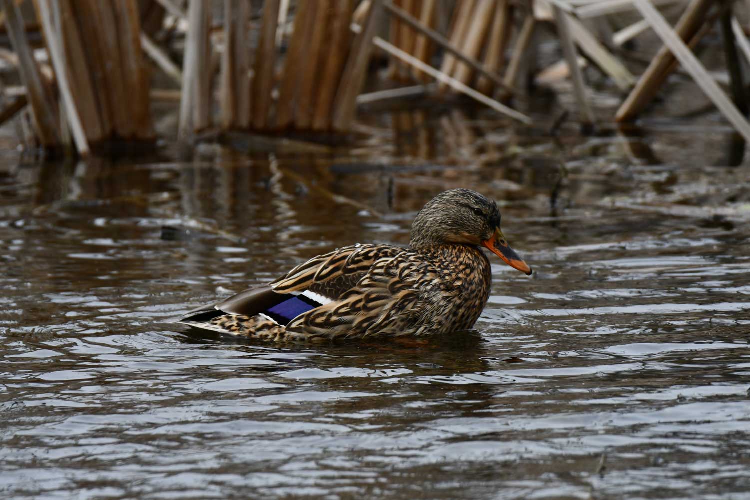 Mallard in the water near vegetation.