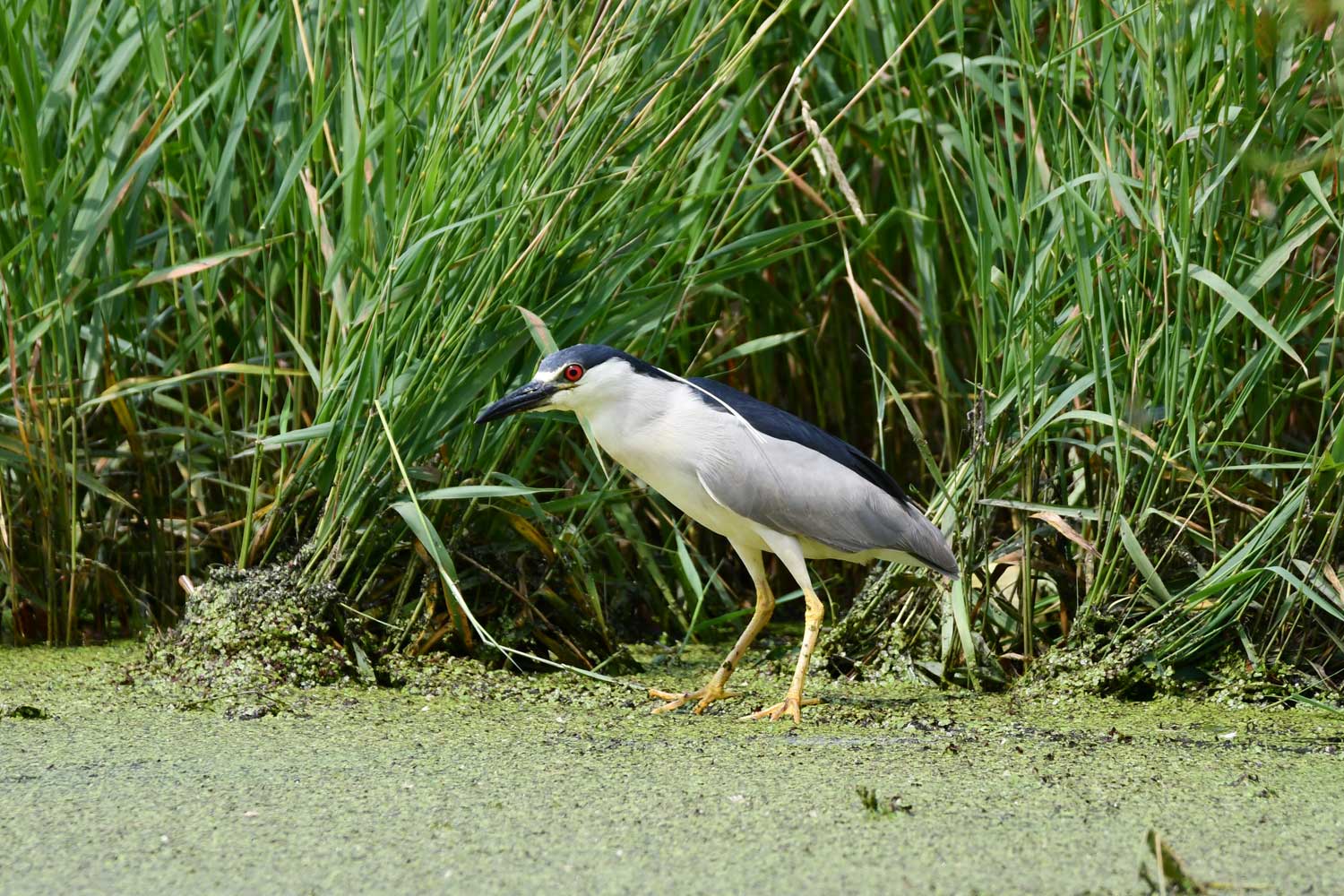 Black crowned night heron standing near water.