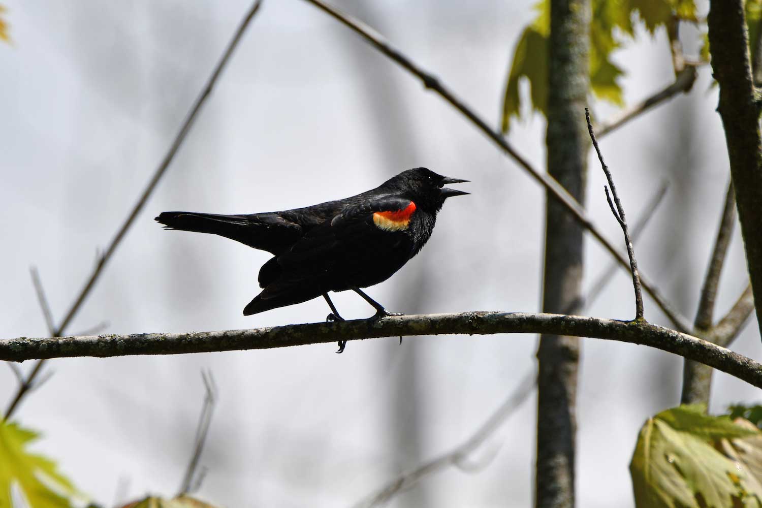 A red-winged blackbird on a tree branch.