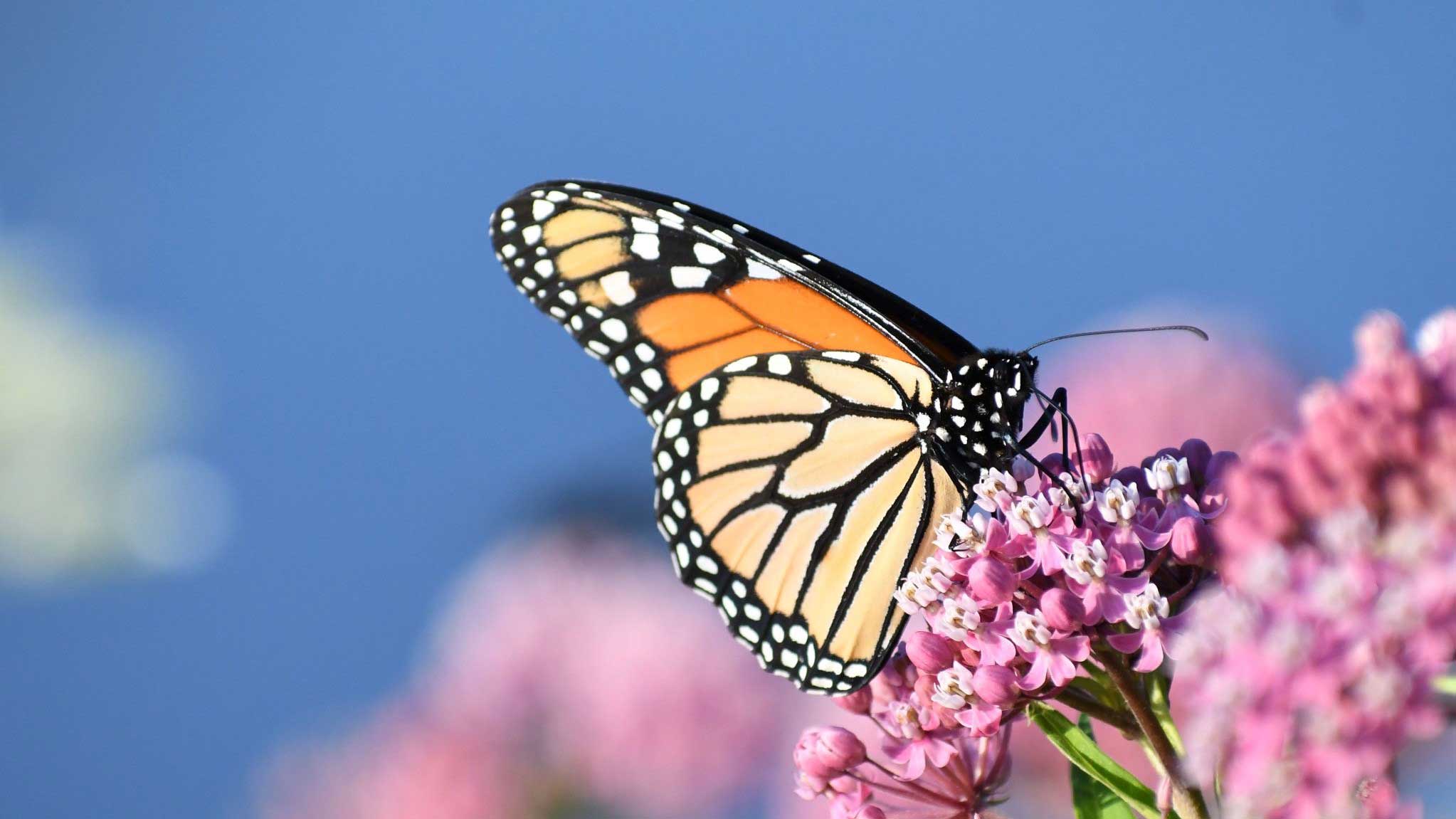 A monarch butterfly on milkweed.