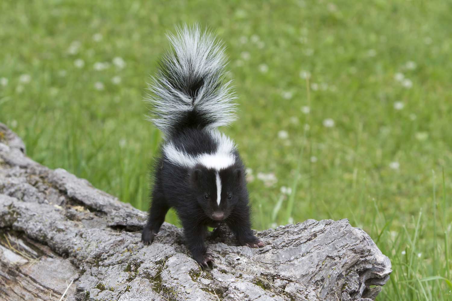 A young skunk on a log.