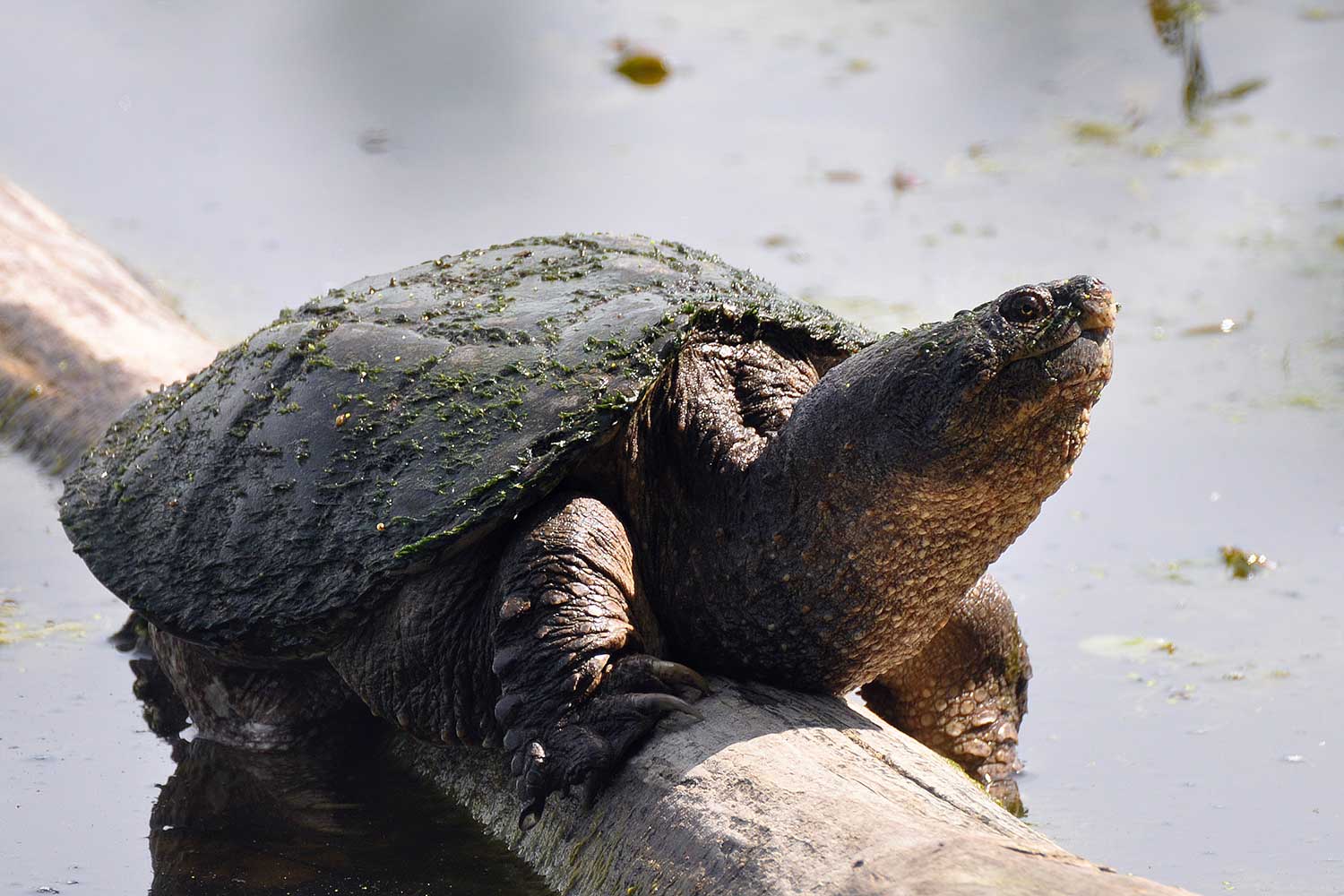 A snapping turtle basking on a log in the water.