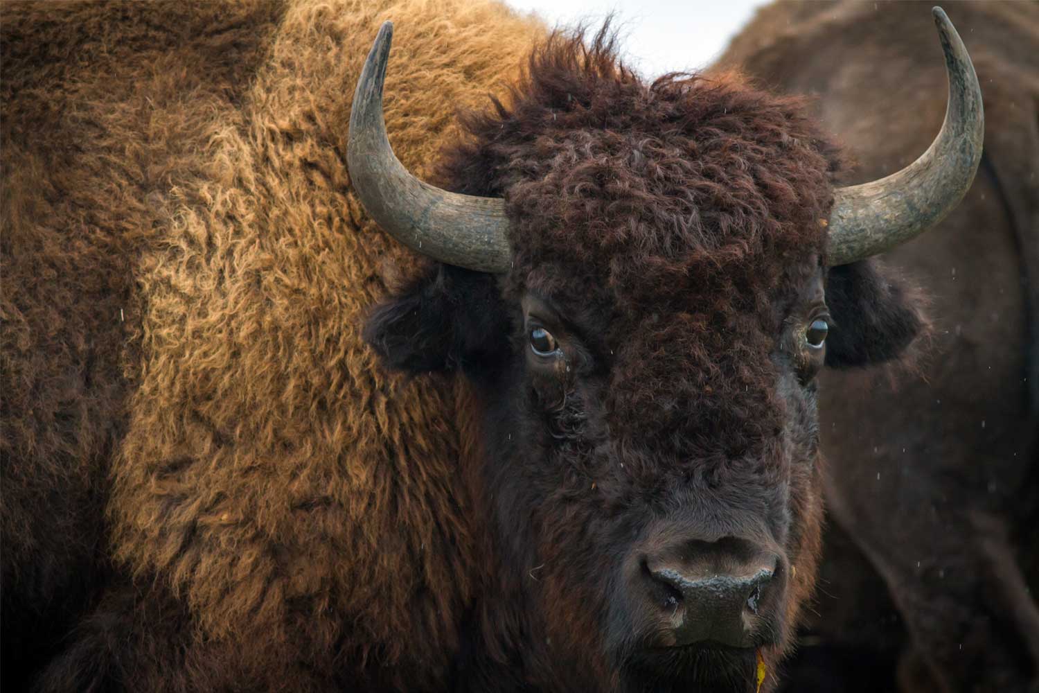Closeup of bison's face