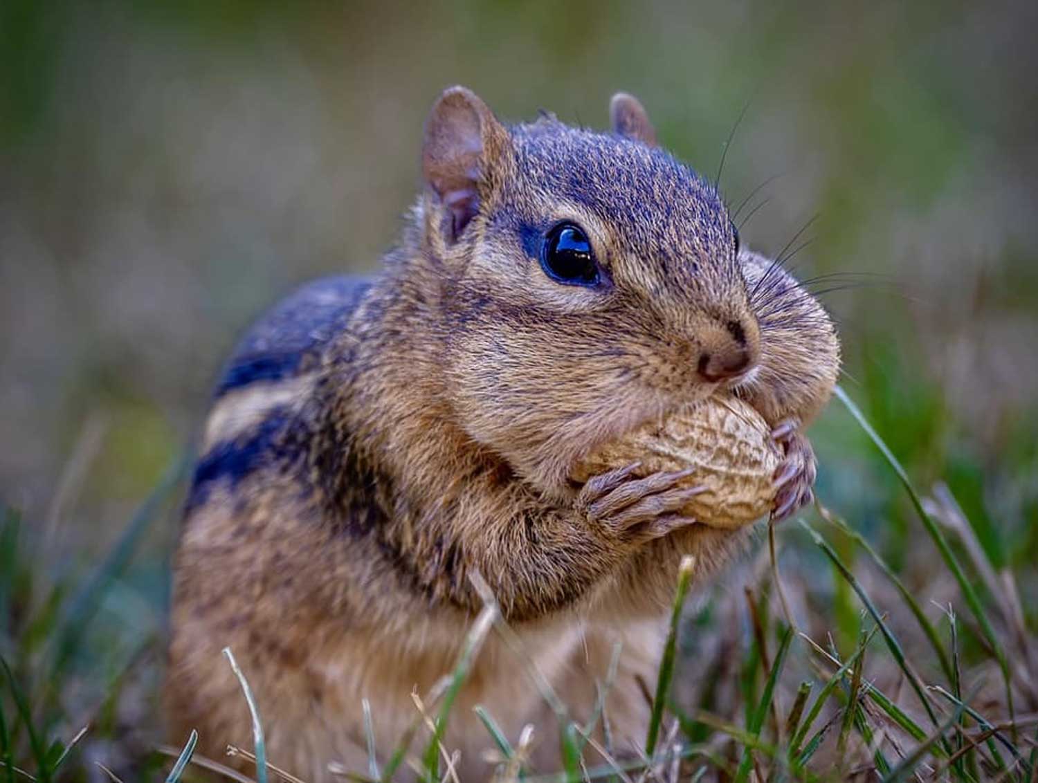 An eastern chipmunk standing in the grass while putting a peanut in its mouth.