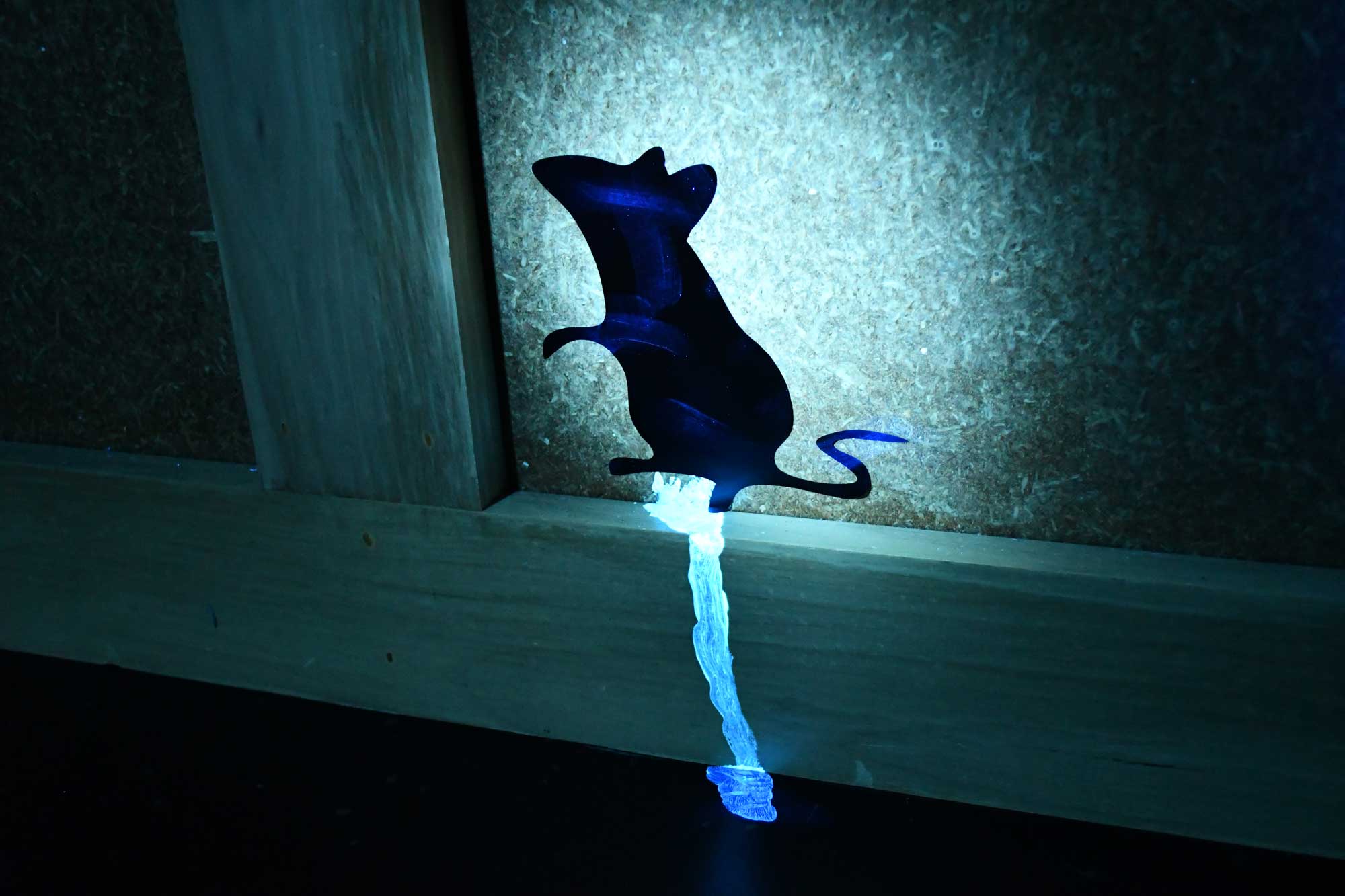 A mouse is illuminated by UV light.