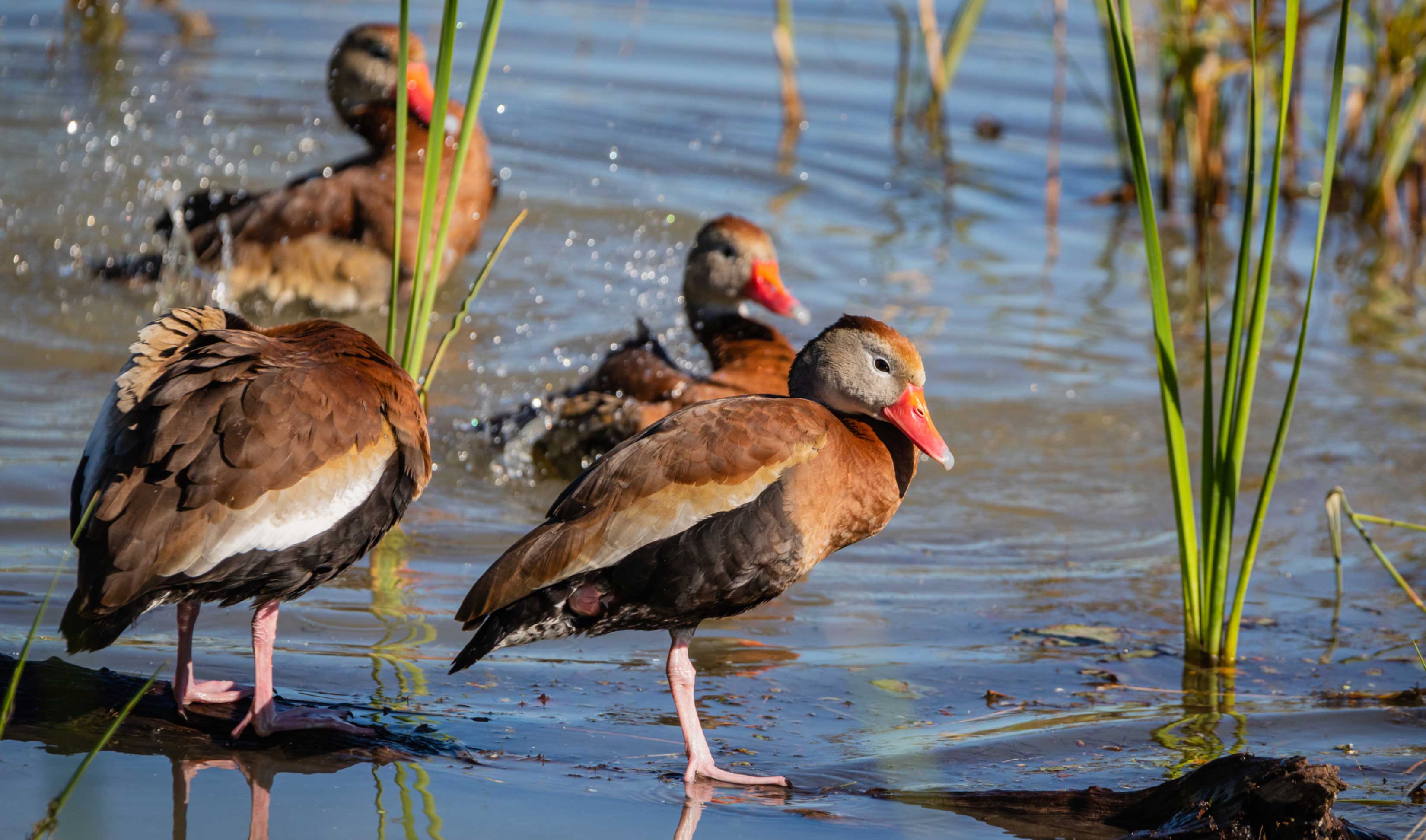Black-bellied whistling duck