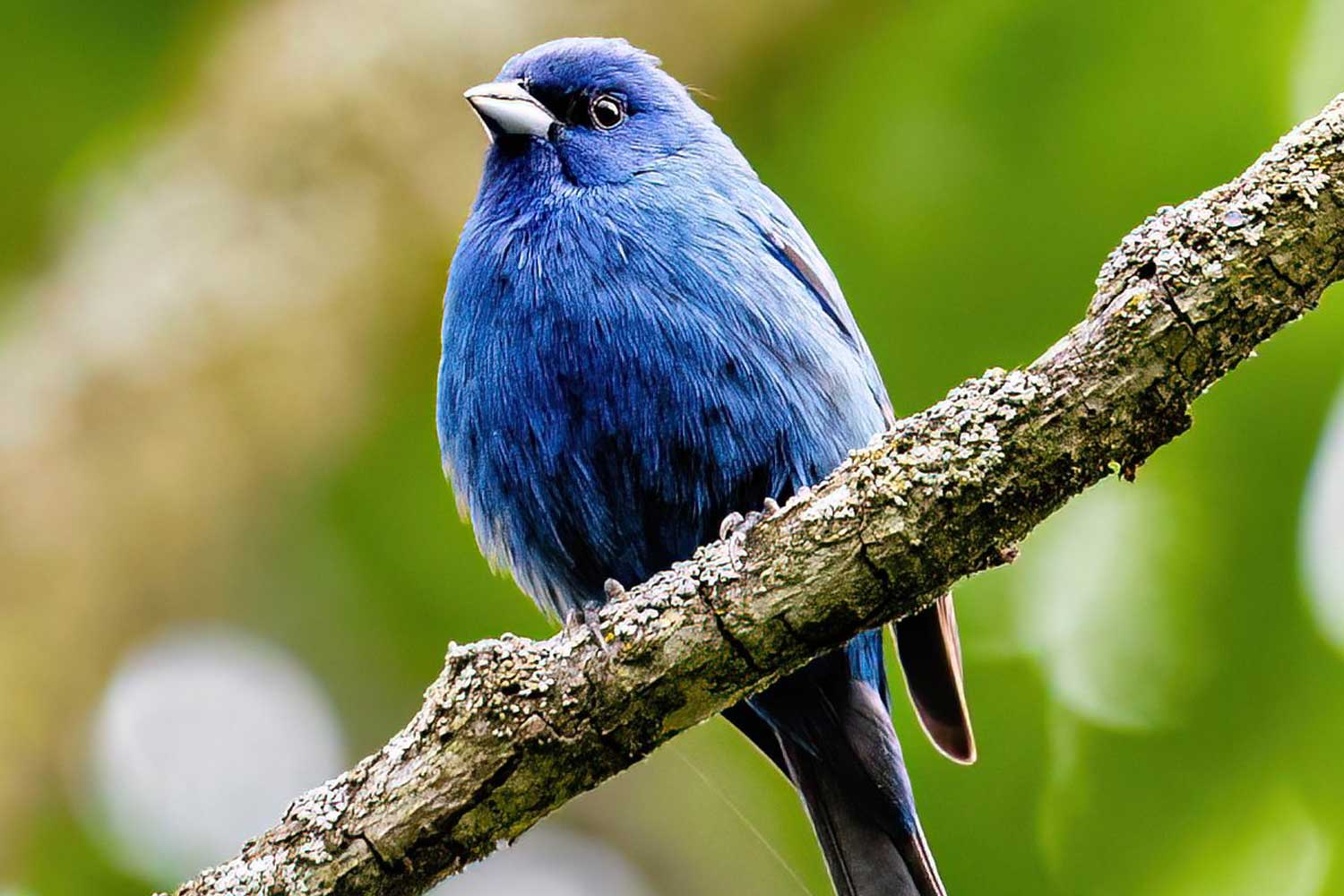 Indigo bunting perched on a branch.