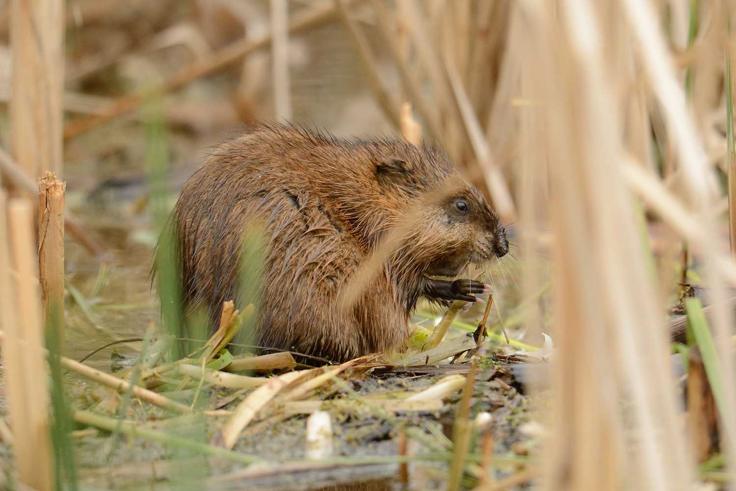 A beaver eating vegetation. 