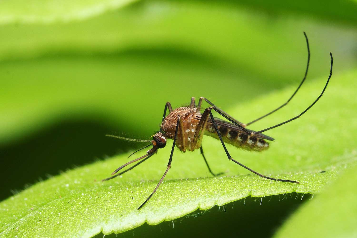 A mosquito on a leaf.