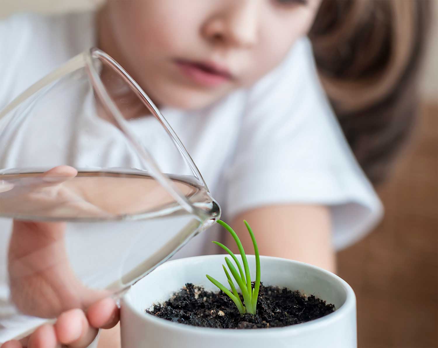 A young child pouring water on a planting sprouting up in a container.