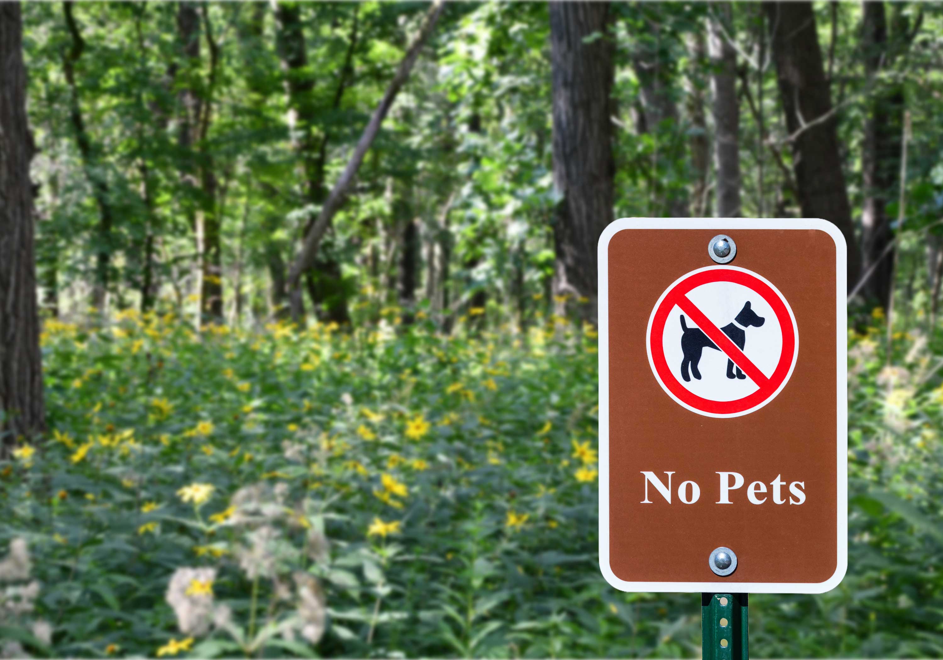 A "No Pets" sign in a wooded area with wildflowers.