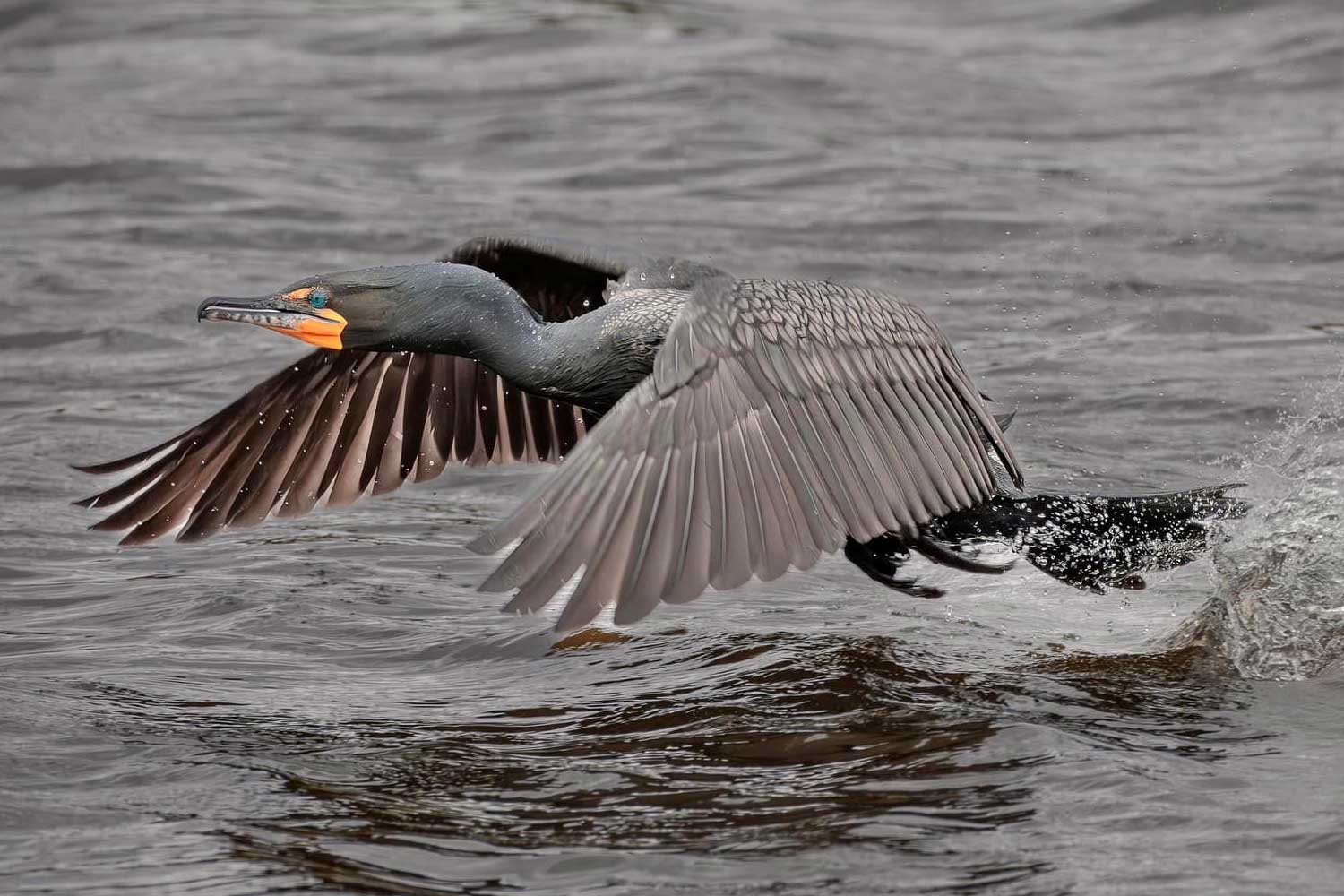 Double crested cormorant taking flight from the water with wings extended.