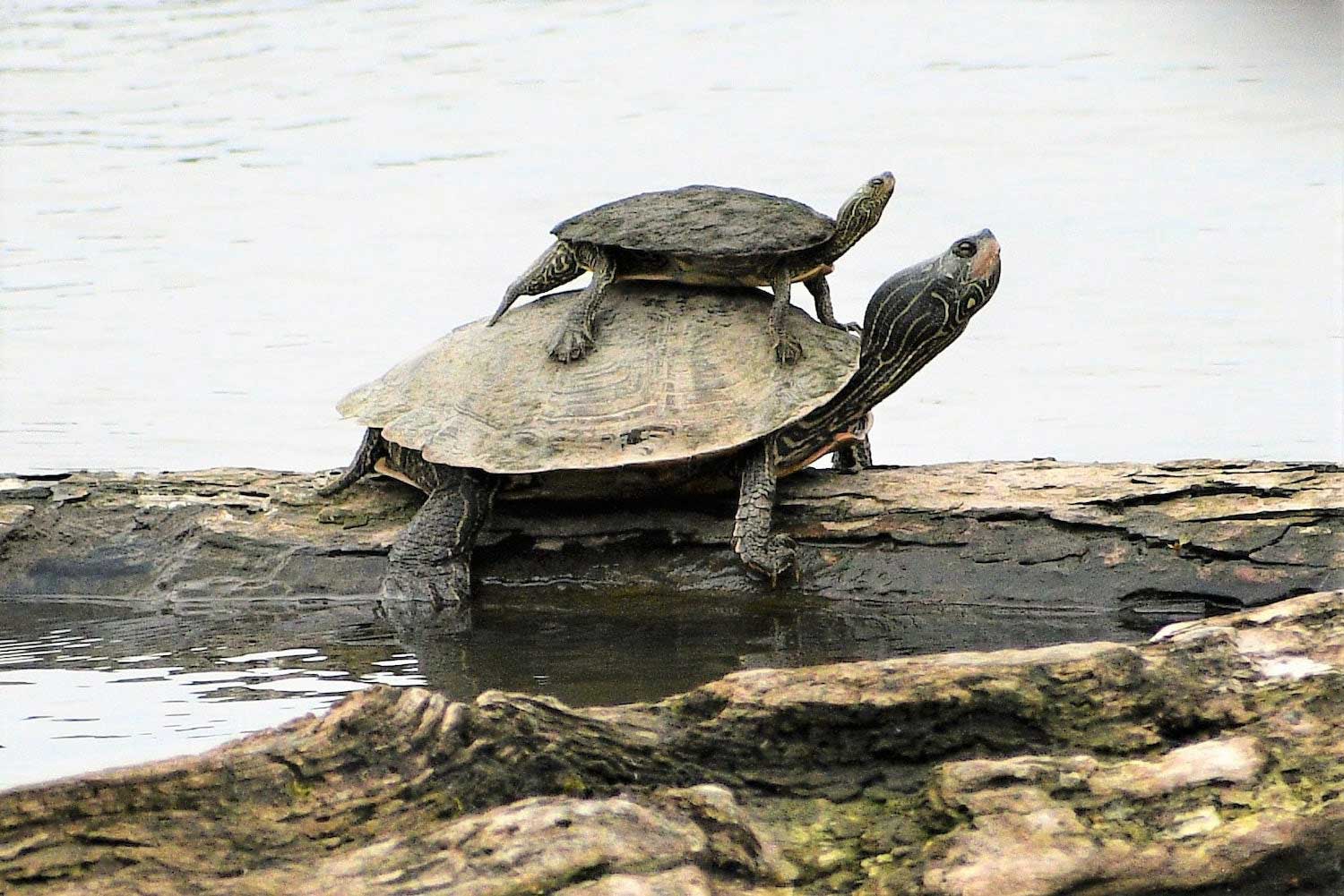 A turtle on a log with another turtle smaller turtle on top of it.