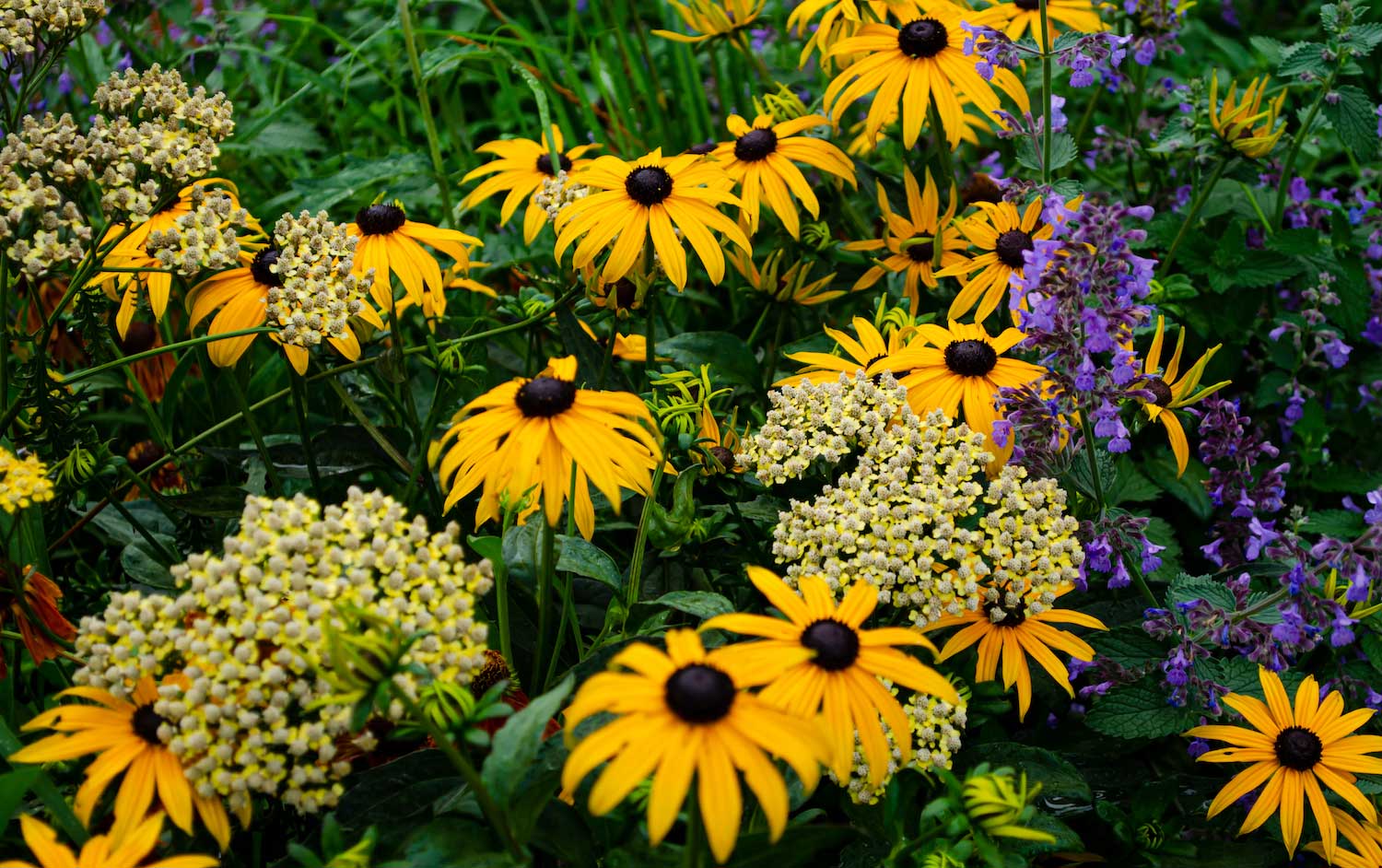 Native wildflowers include black-eyed Susans.