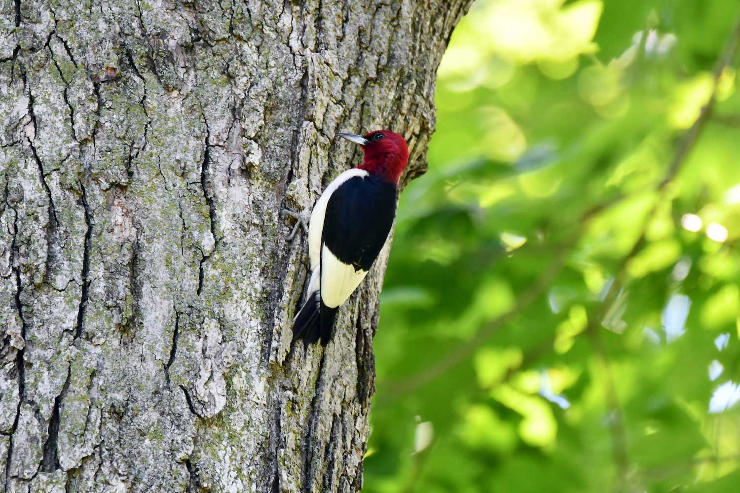 A red-headed woodpecker on a tree trunk.