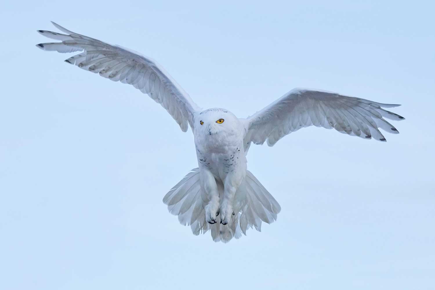 Snowy owl flying in the air.