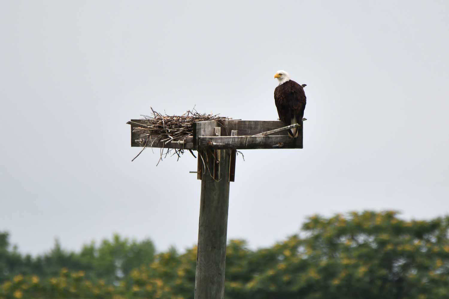 A bald eagle perched atop a nesting platform.