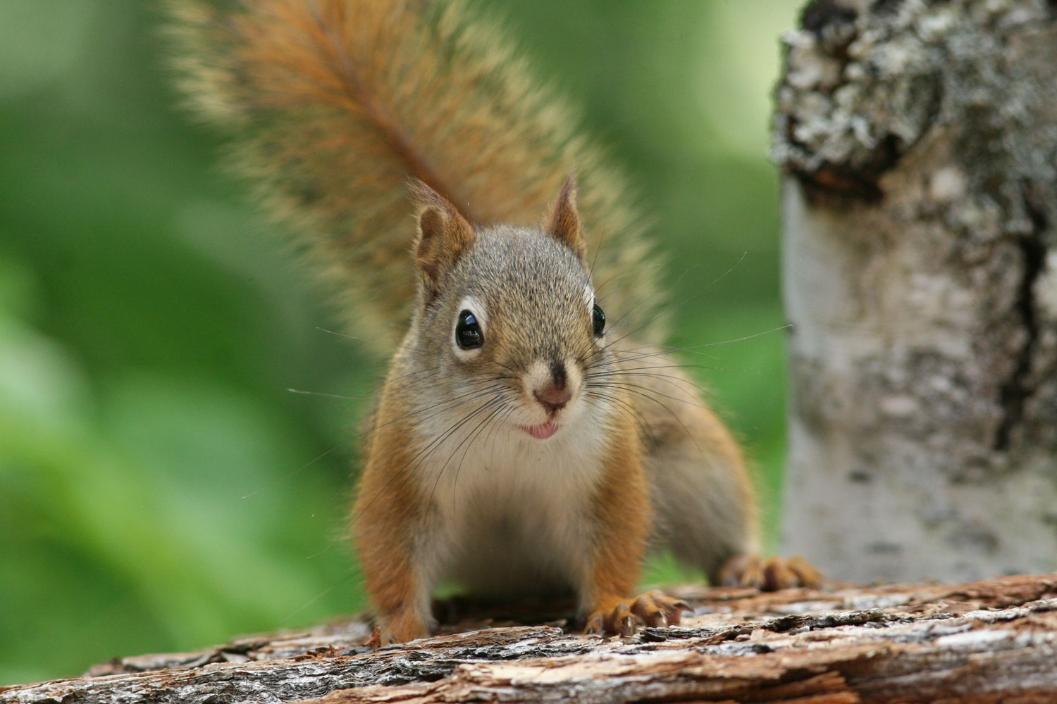 A red squirrel on the ground