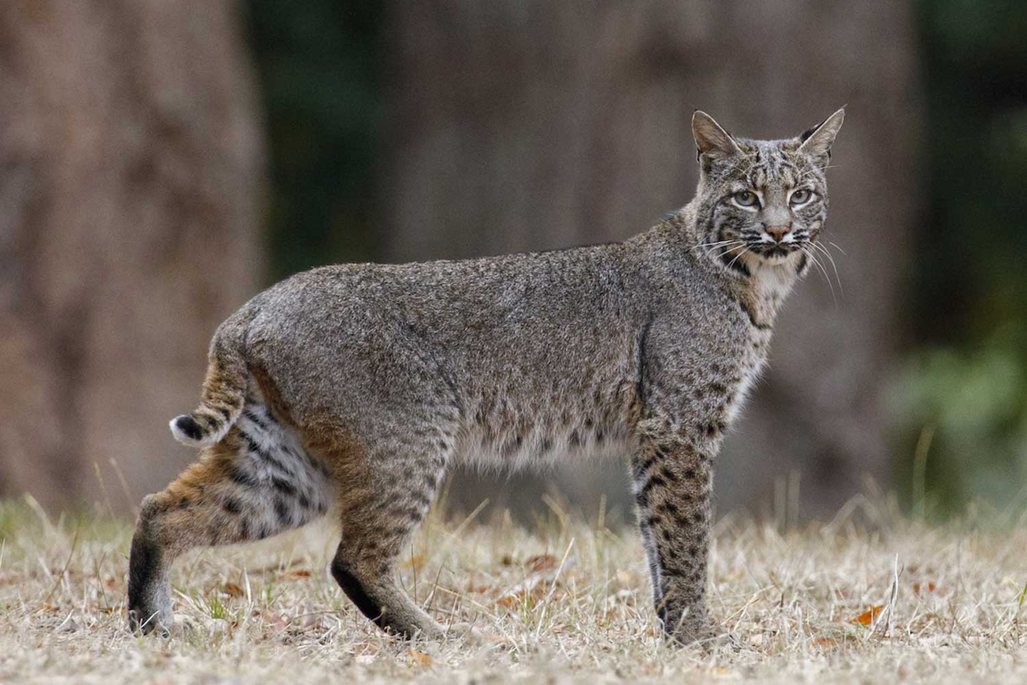 Bobcat standing on grass.