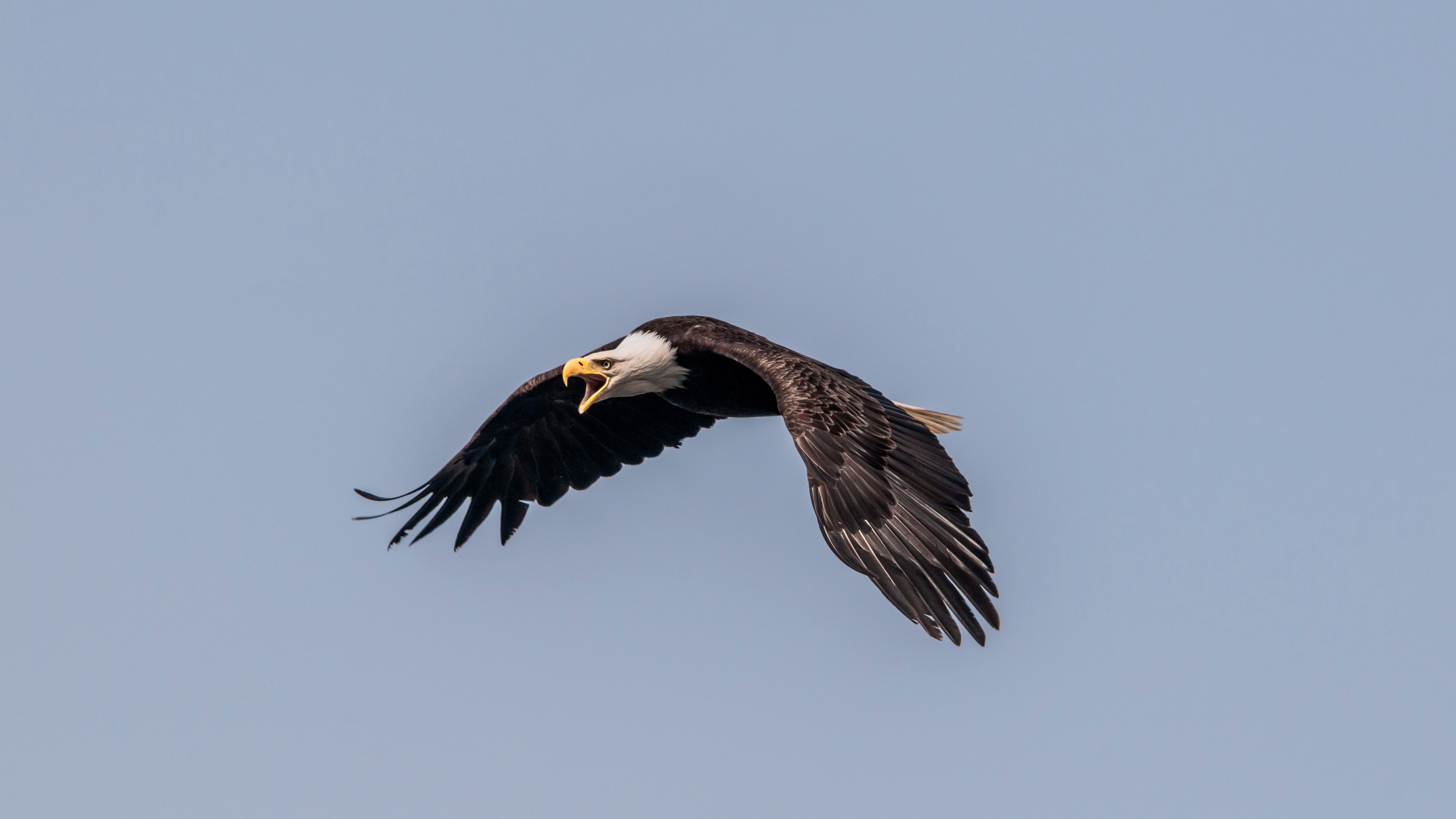 A bald eagle in flight with its mouth open.