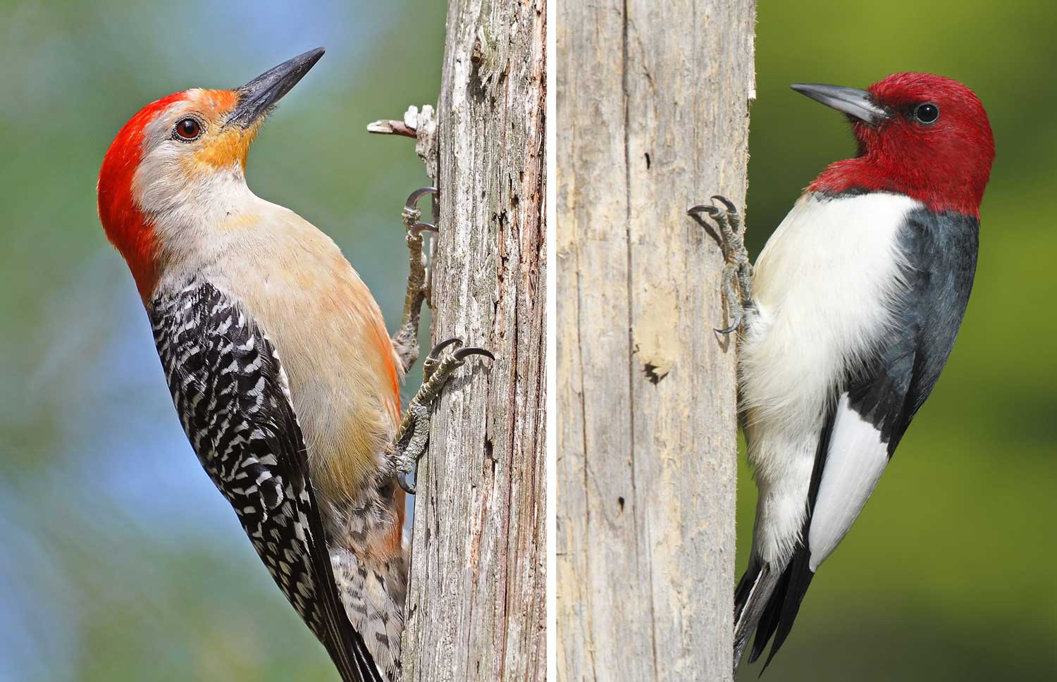 A red-bellied woodpecker and a red-headed woodpecker side by side.