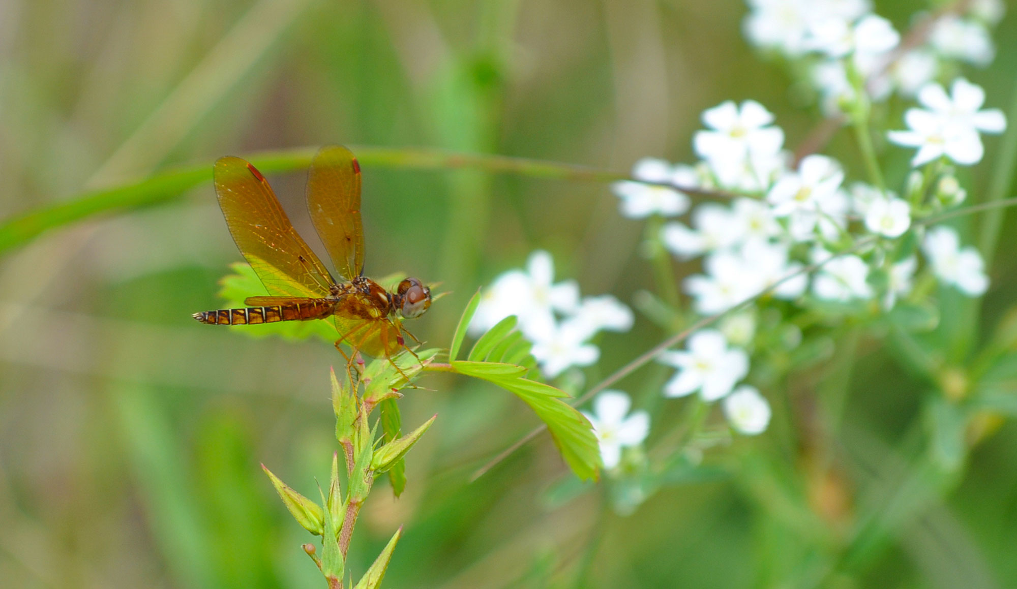The eastern amberwing.