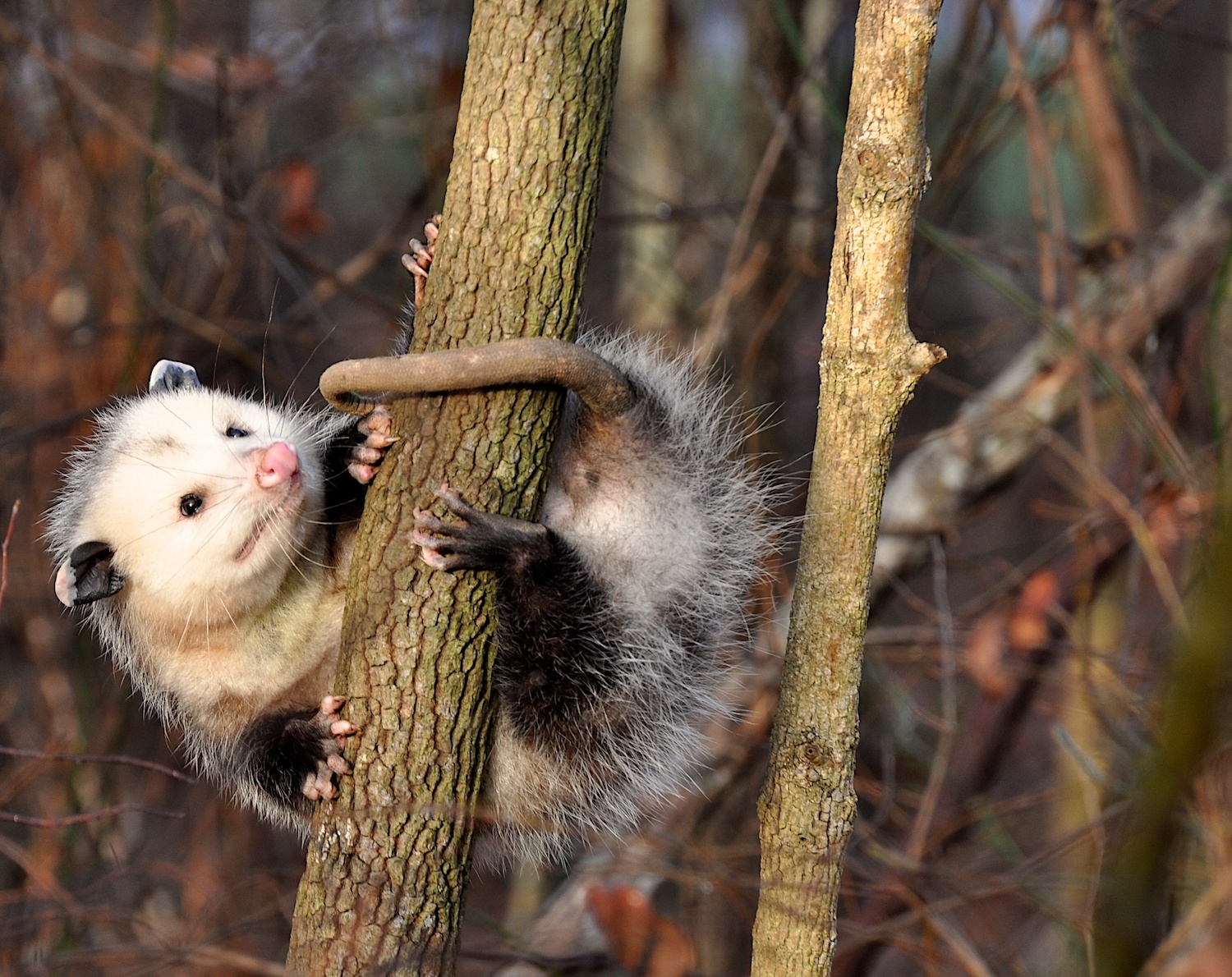 Opossum hanging from tree limb with tail wrapped around it