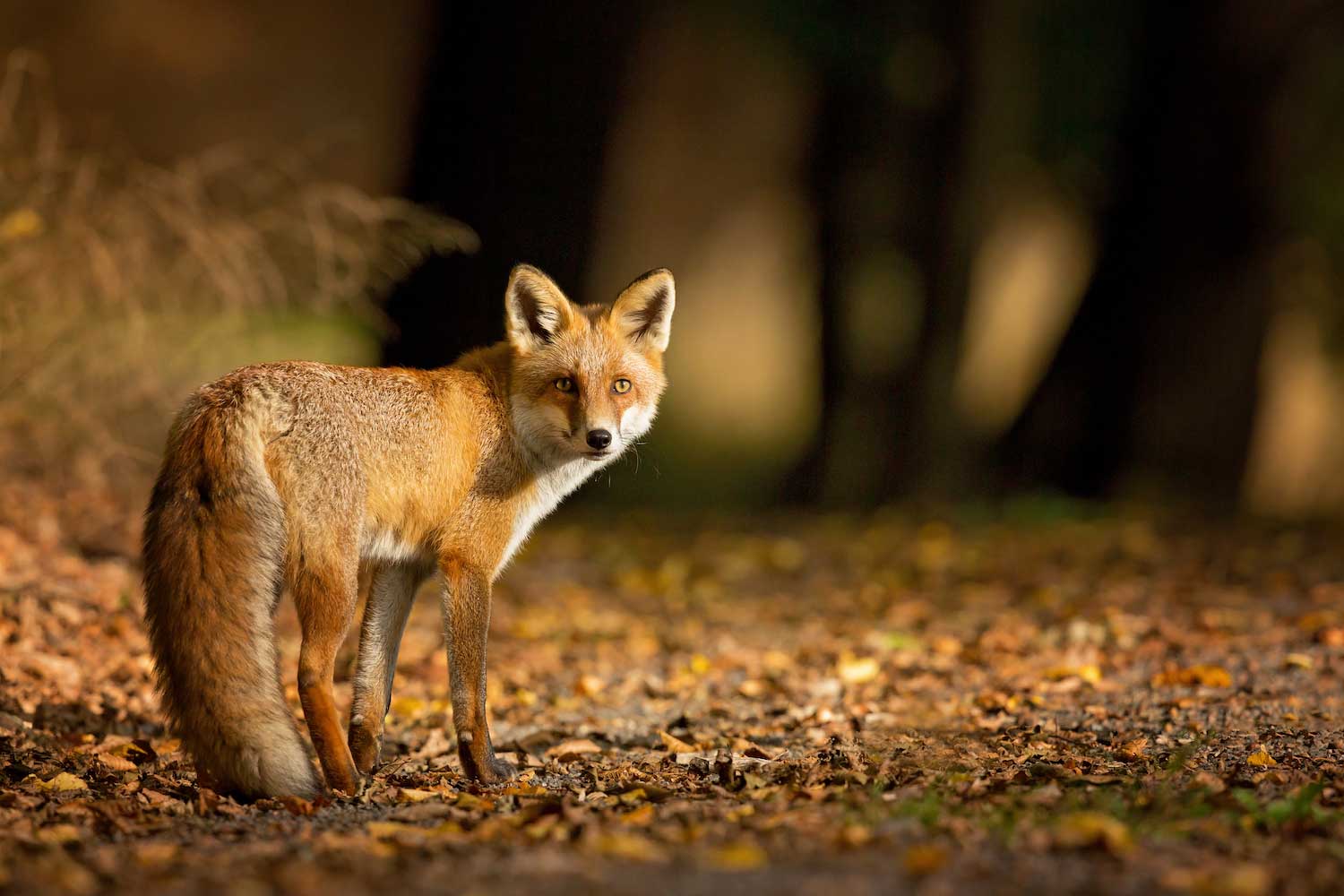 A red fox standing in a forest with the ground covered by fallen leaves.