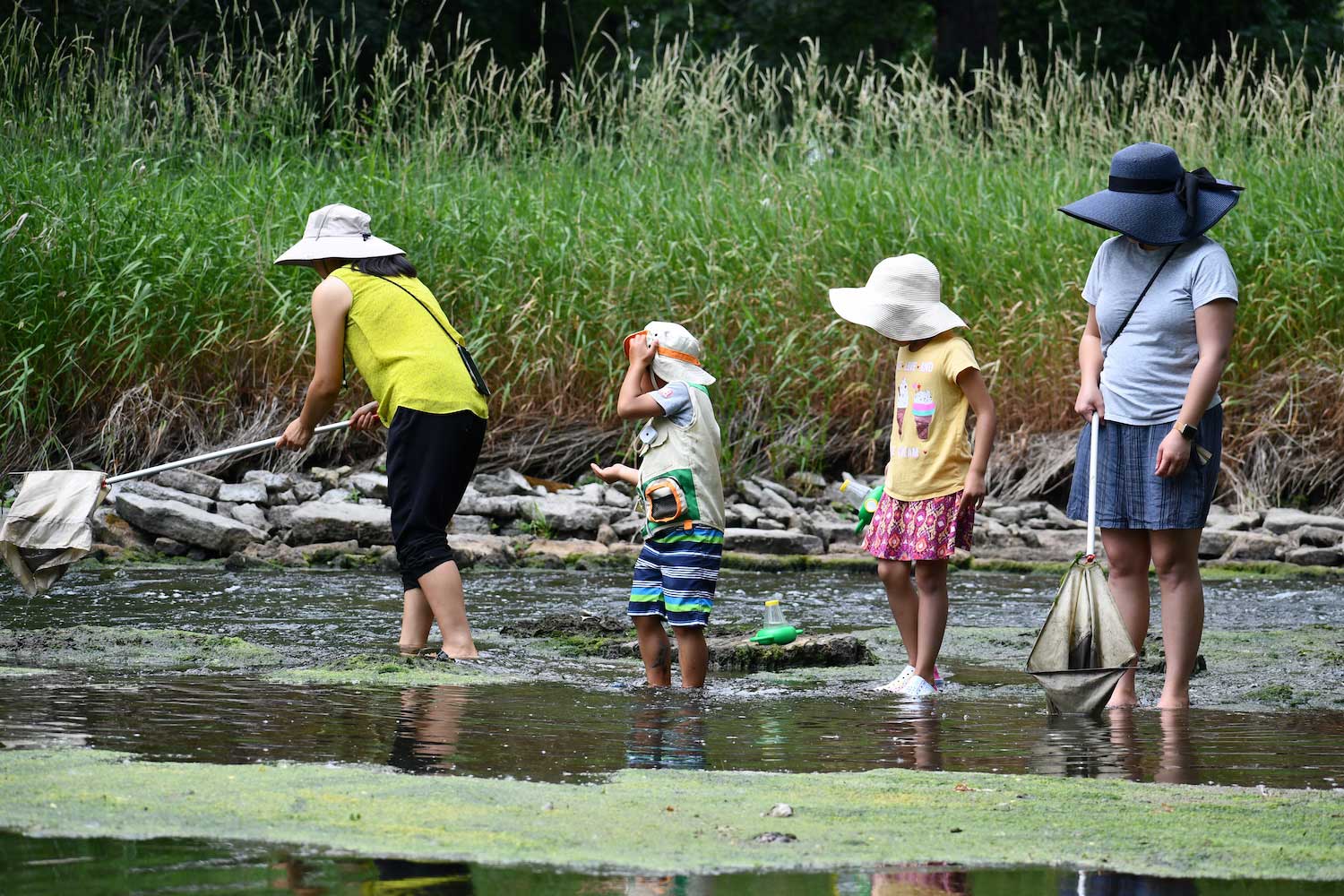 Four people standing in shallow water with nets to dip into the water.