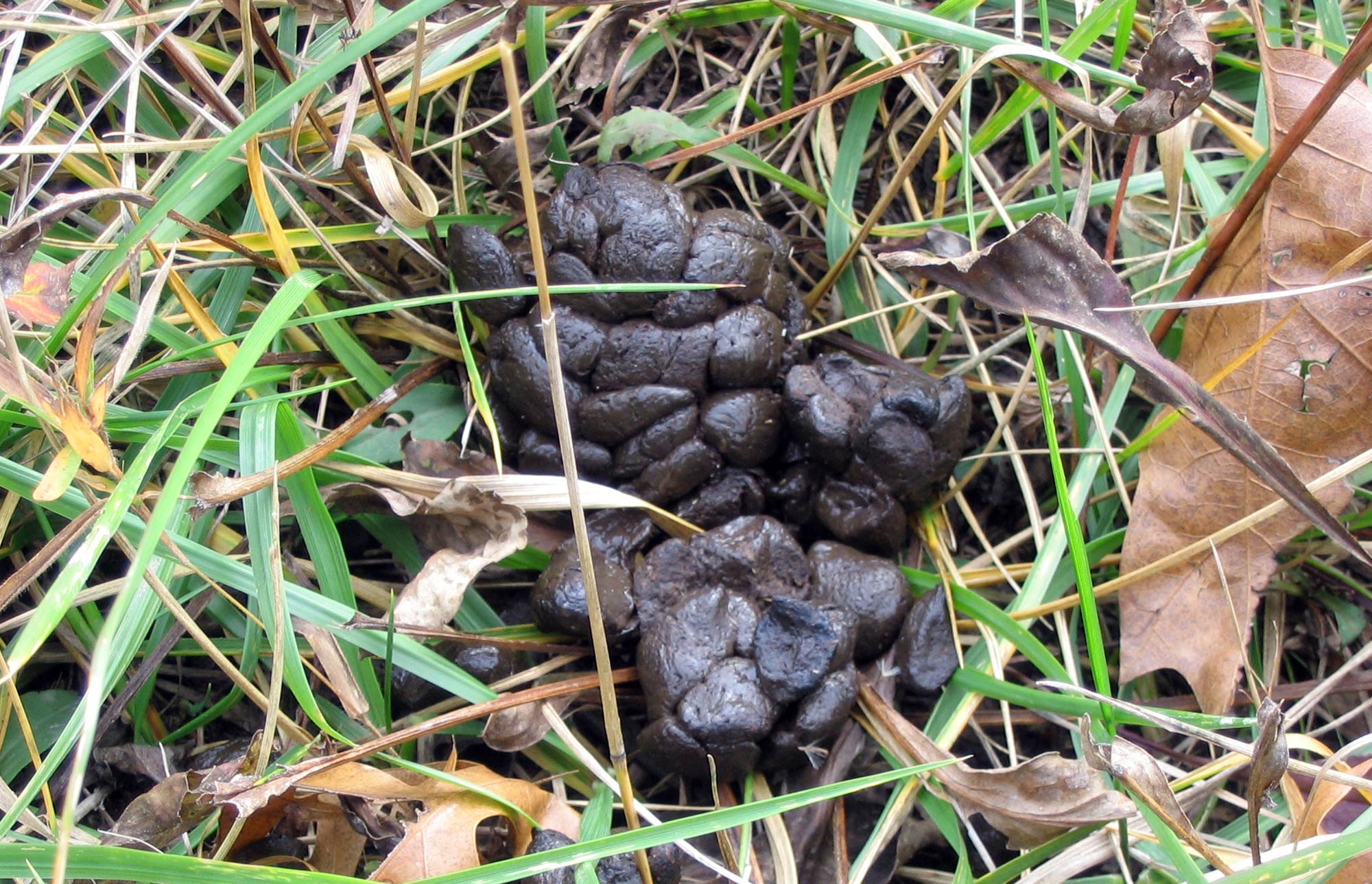 Deer scat.