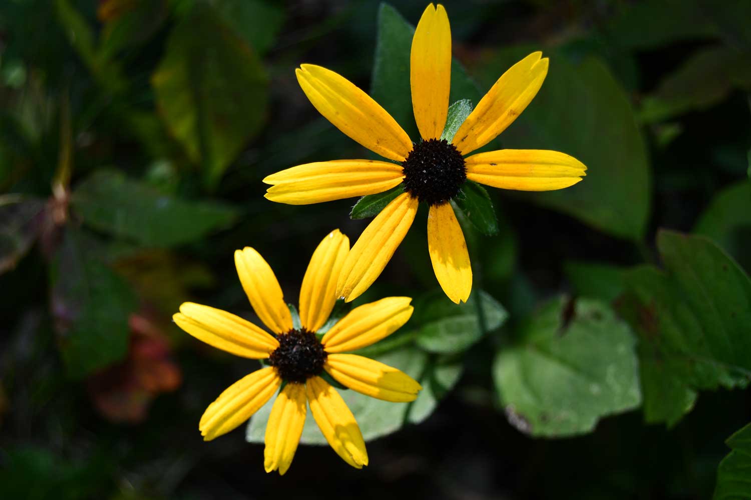 Brown eyed susan flower blooms.