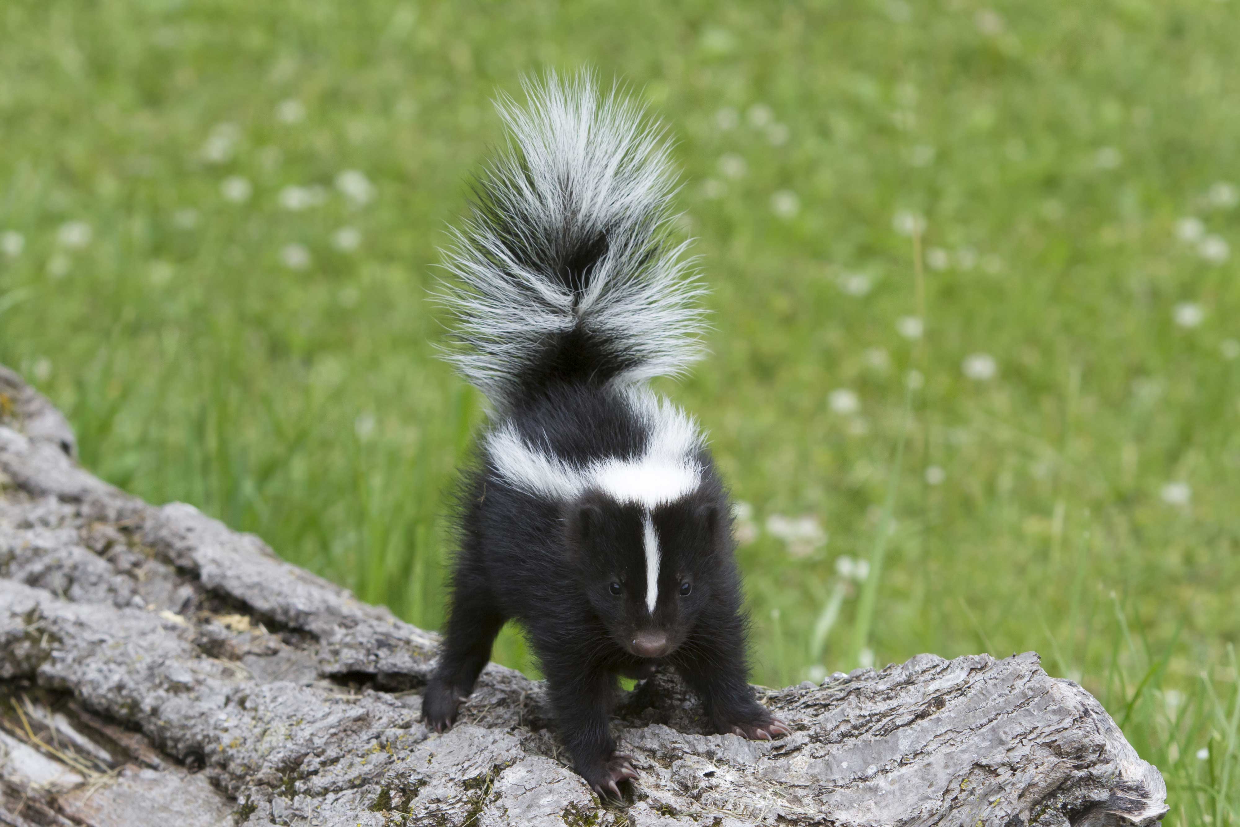 A skunk with its tail up.
